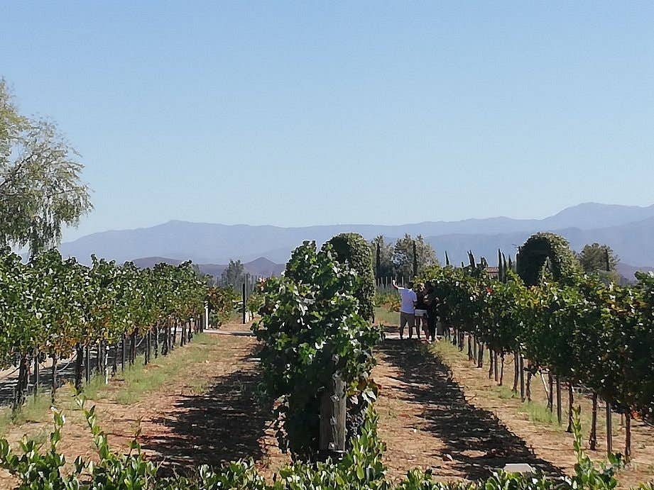 Enchanting Venue with Vineyard View Photo 4