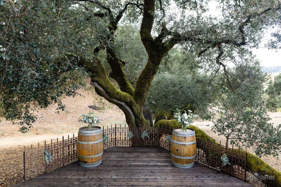 Rustic Oak Tree Terrace in California Wine Country Photo 3