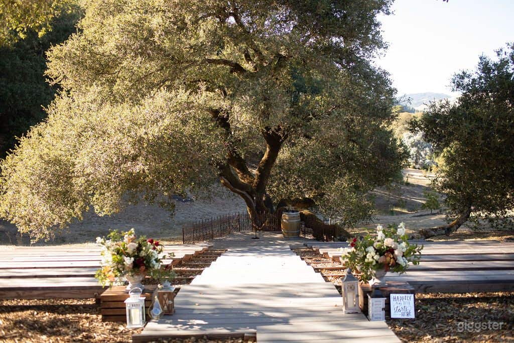 Rustic Oak Tree Terrace in California Wine Country Photo 2