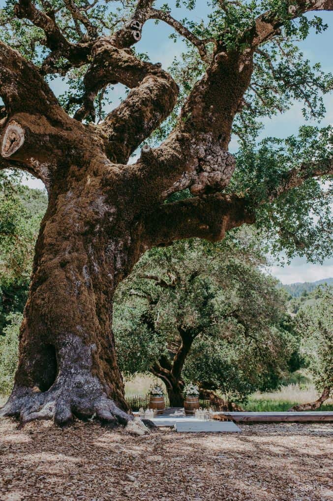 Rustic Oak Tree Terrace in California Wine Country Photo 4