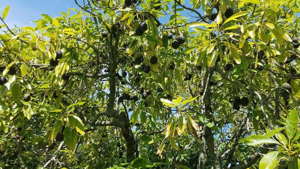 Stand-alone One-bedroom Chalet in Avocado Orchard Photo 4