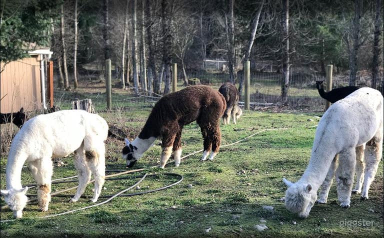  Beautiful Alpaca Farm And Camping Site In Yelm -2 