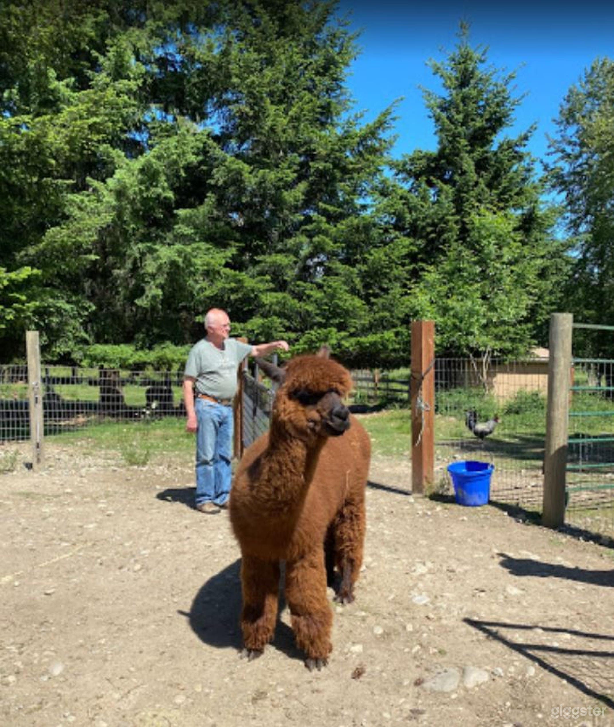 Beautiful Alpaca Farm And Camping Site In Yelm -2 Photo 2