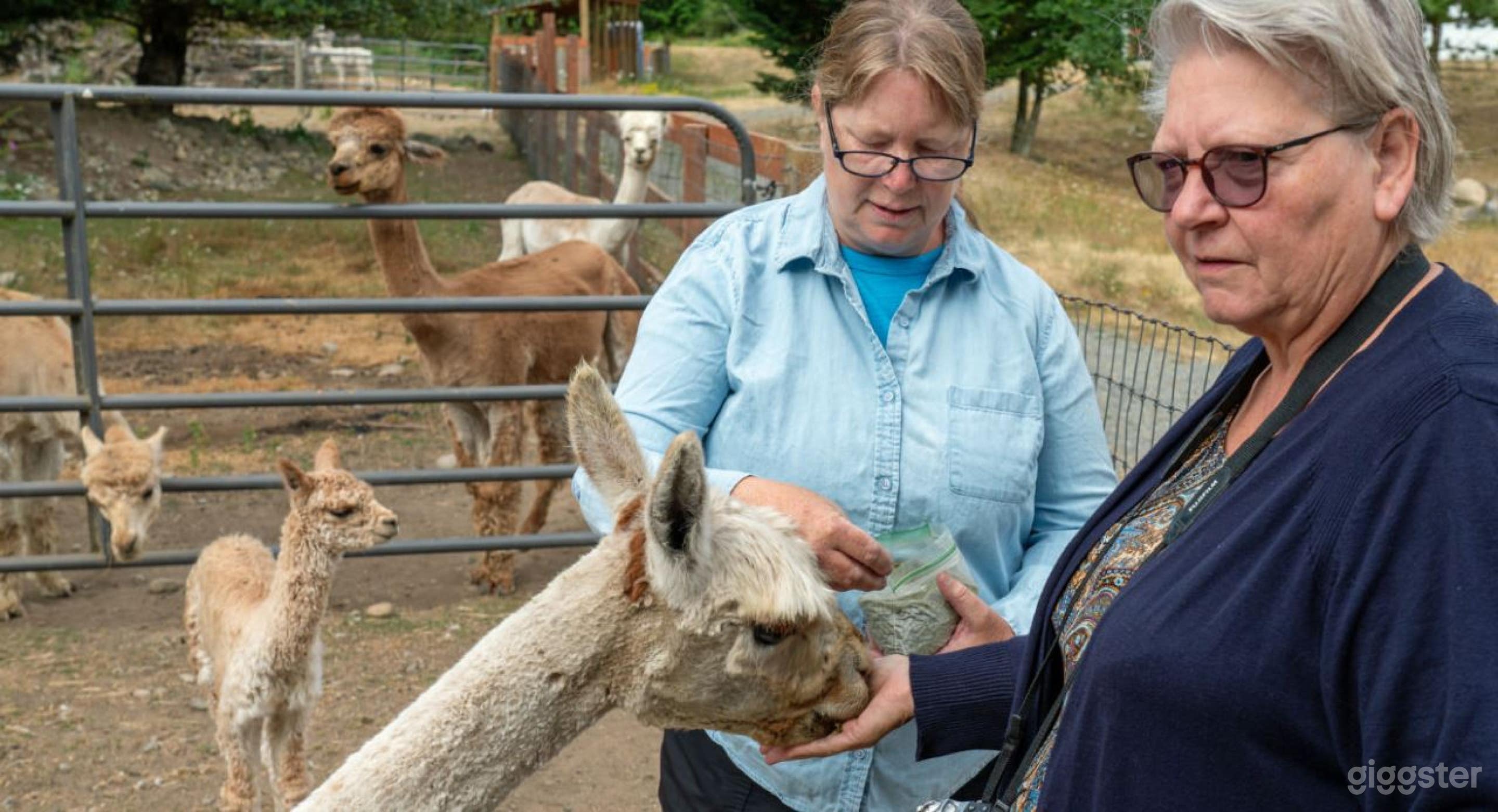 Beautiful Alpaca Farm And Camping Site In Yelm -2 Photo 3