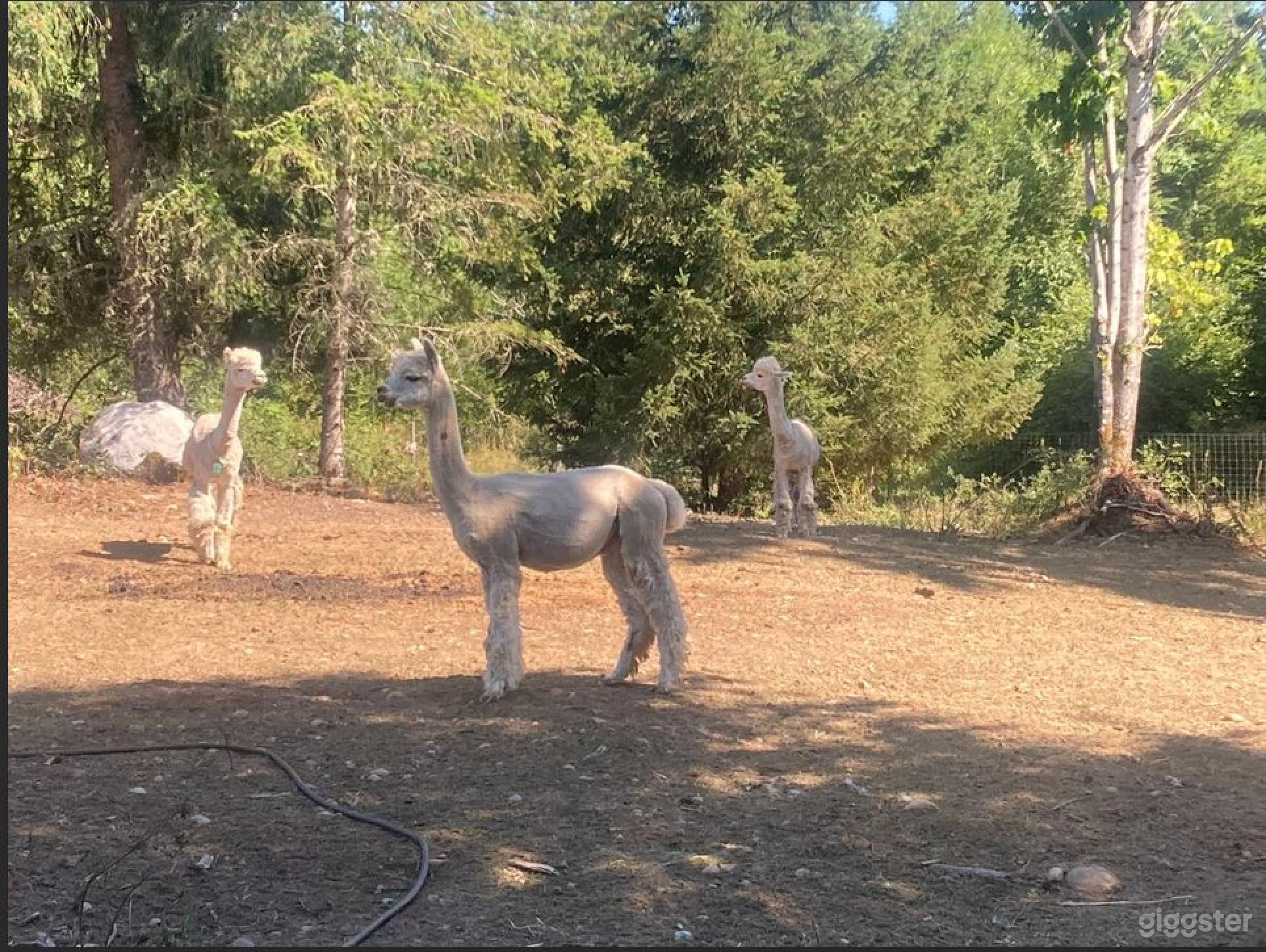 Beautiful Alpaca Farm And Camping Site In Yelm -2 Photo 4