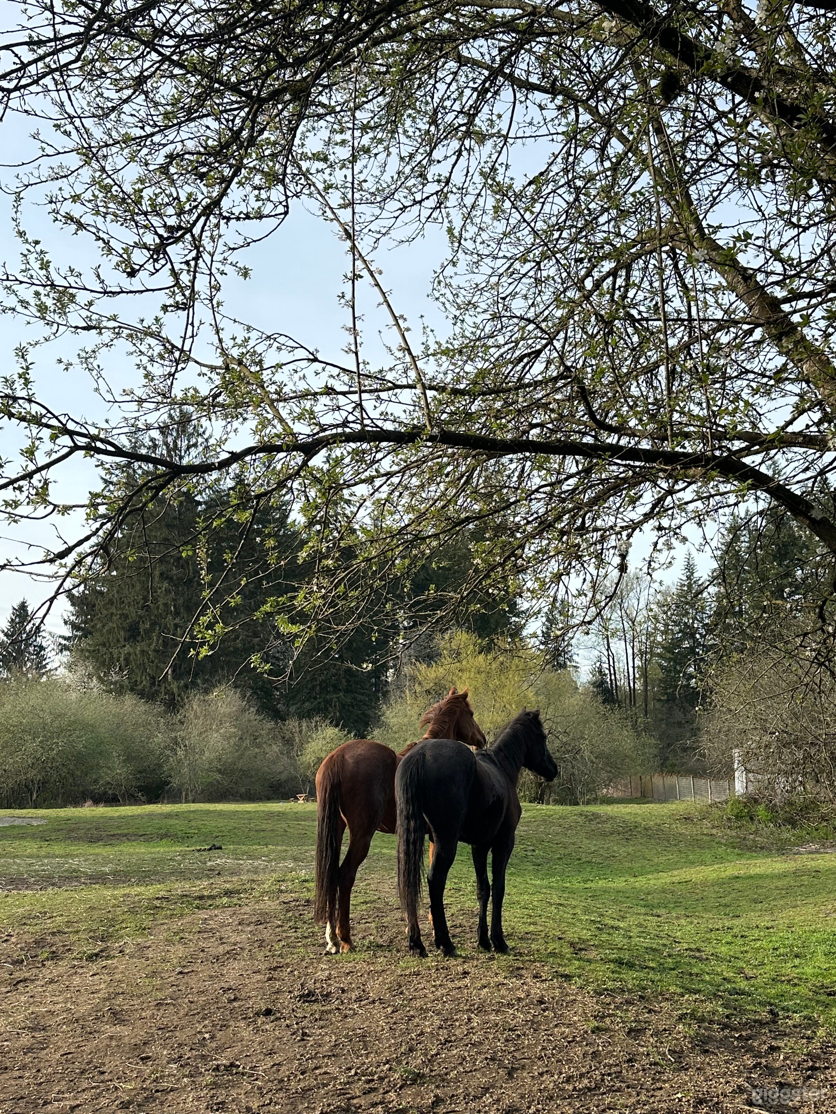 Country-Style Acreage with Barn, Fields & Horses Photo 2