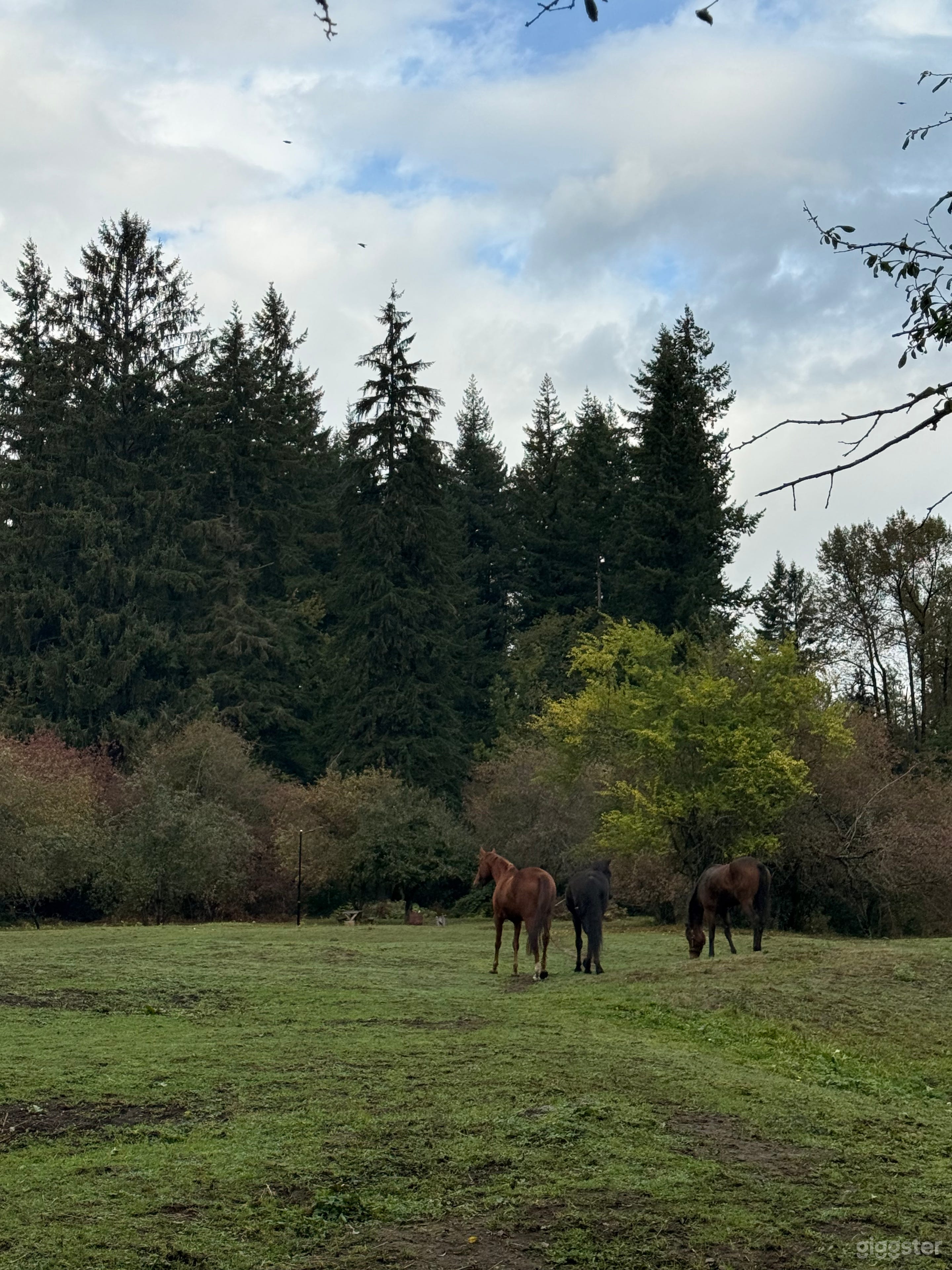 Country-Style Acreage with Barn, Fields & Horses Photo 3