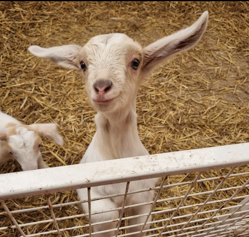 Open Farm in York  Photo 4