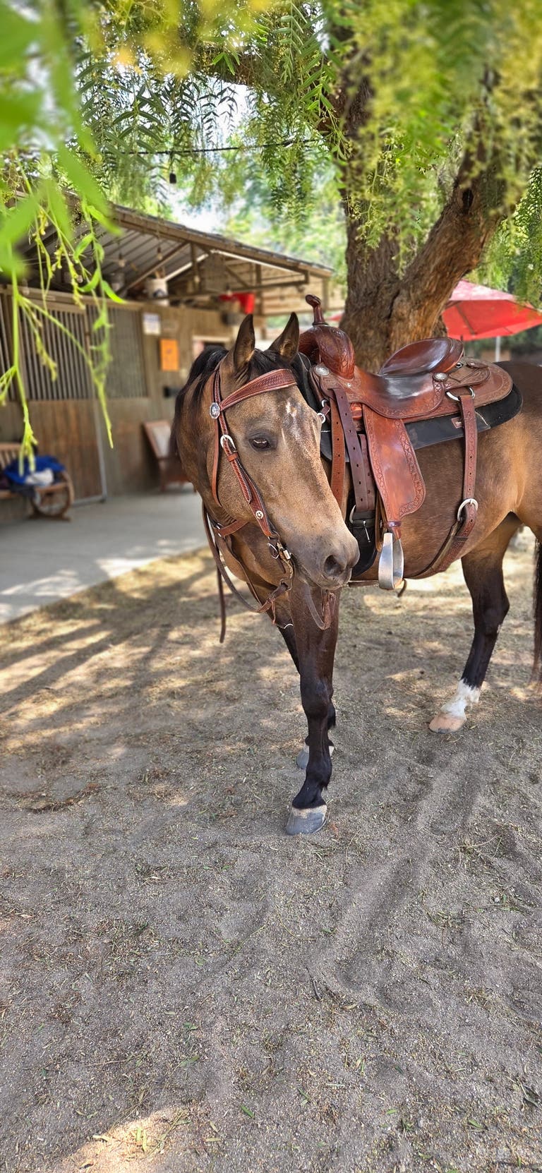  Propiedad de Rancho de Caballos con Gran Granero 