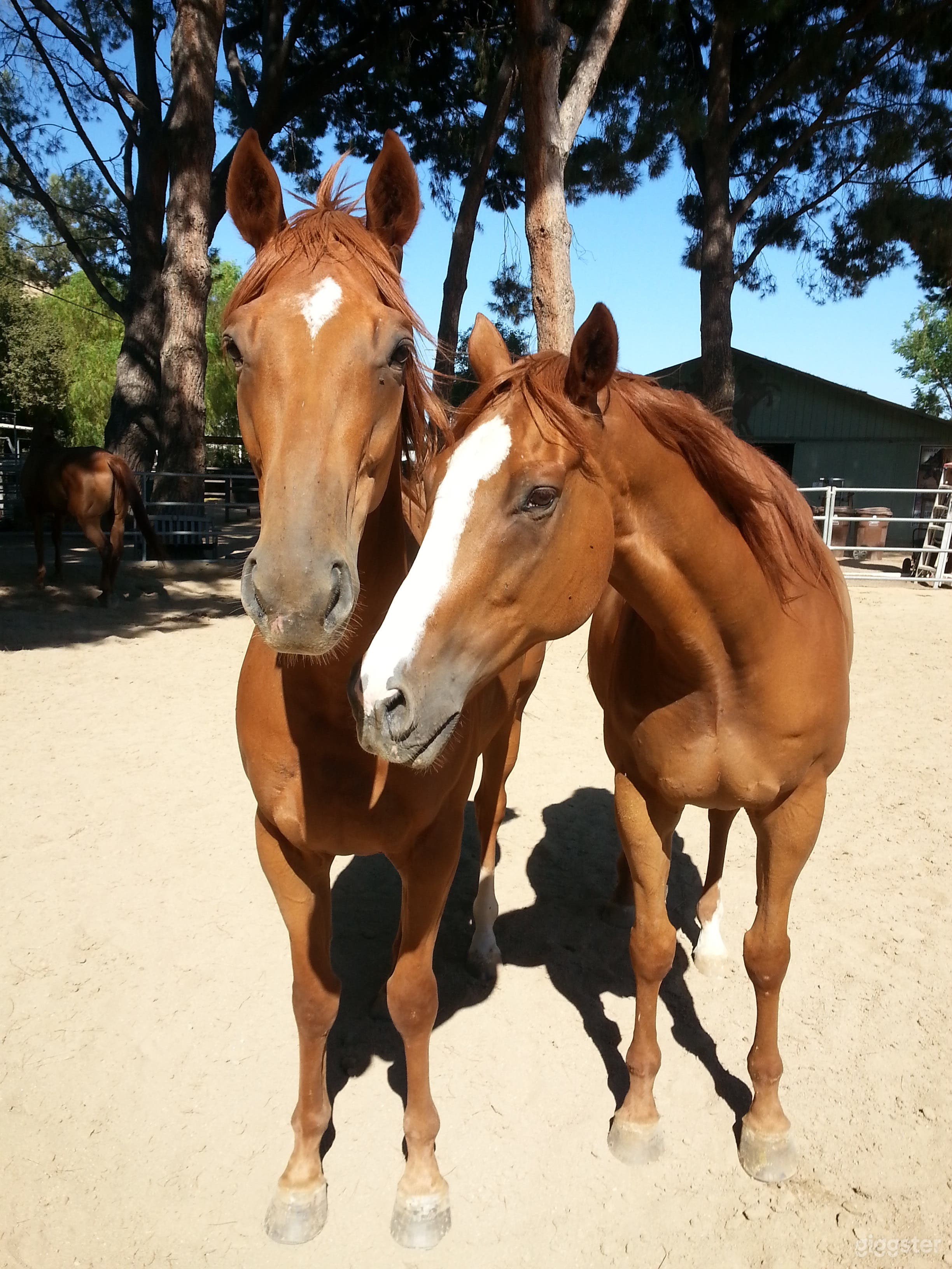 Horse Ranch with and Large Rustic Backyard Photo 1