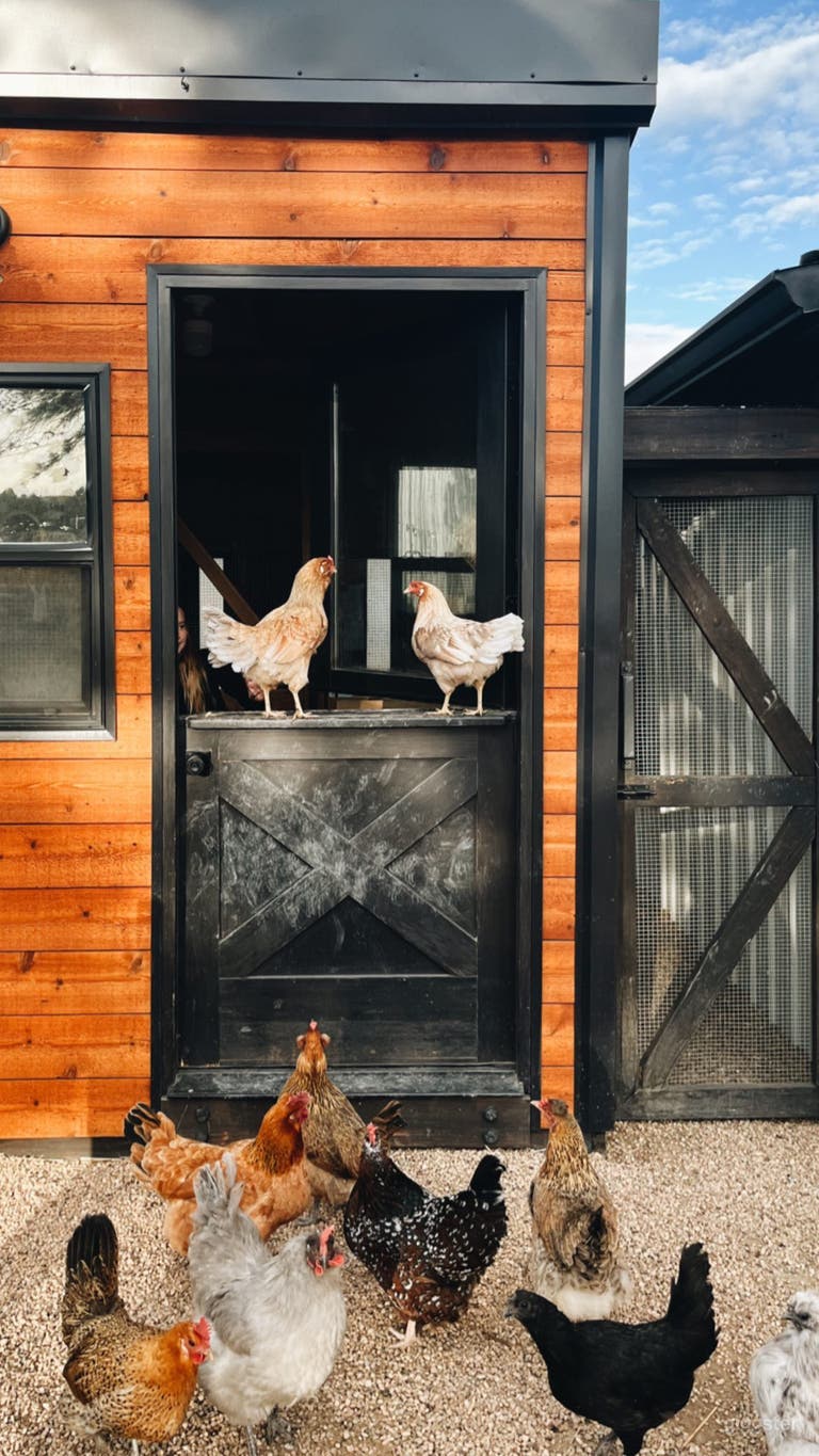  chicken coop &amp; chickens 