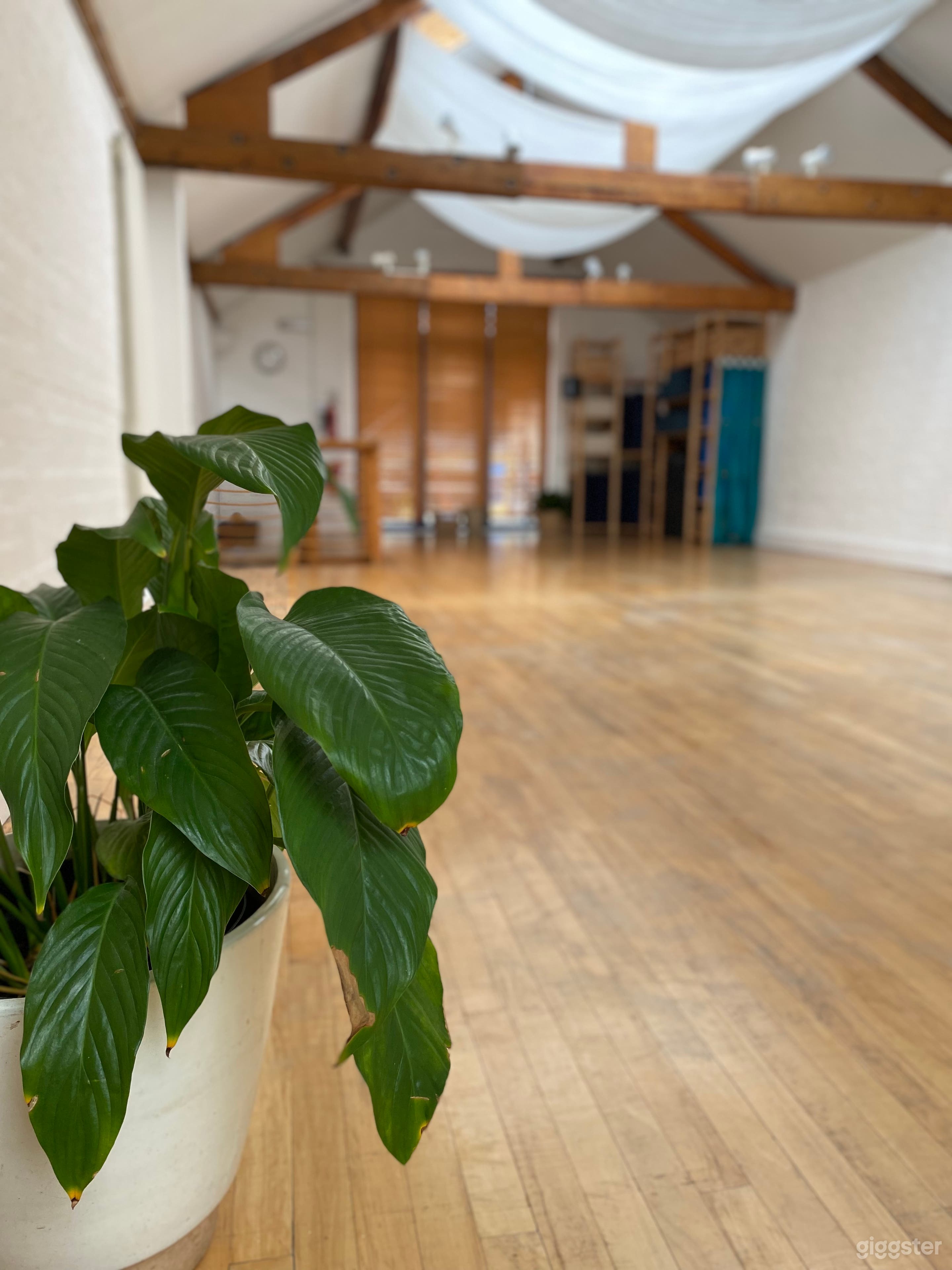 Plant props for filming &amp; photography