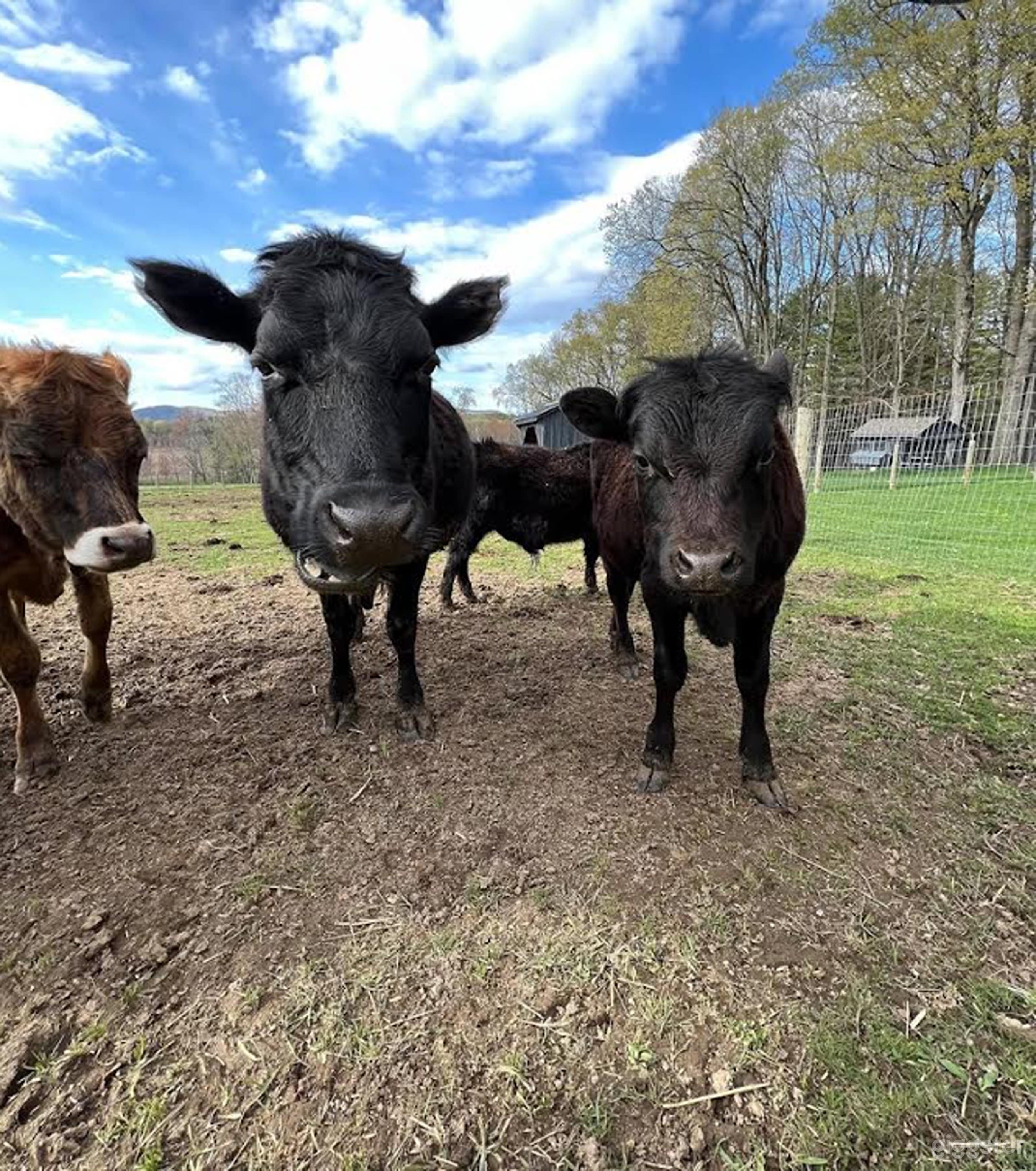 Farmhouse Retreat — A Countryside Escape Photo 2