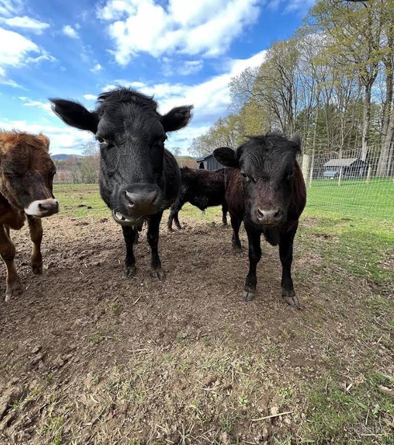  Retiro en la granja — Una escapada al campo 