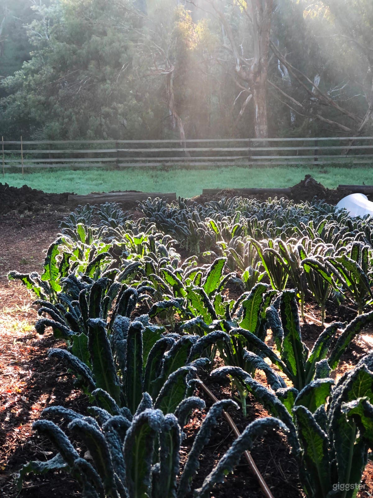 The Market Garden