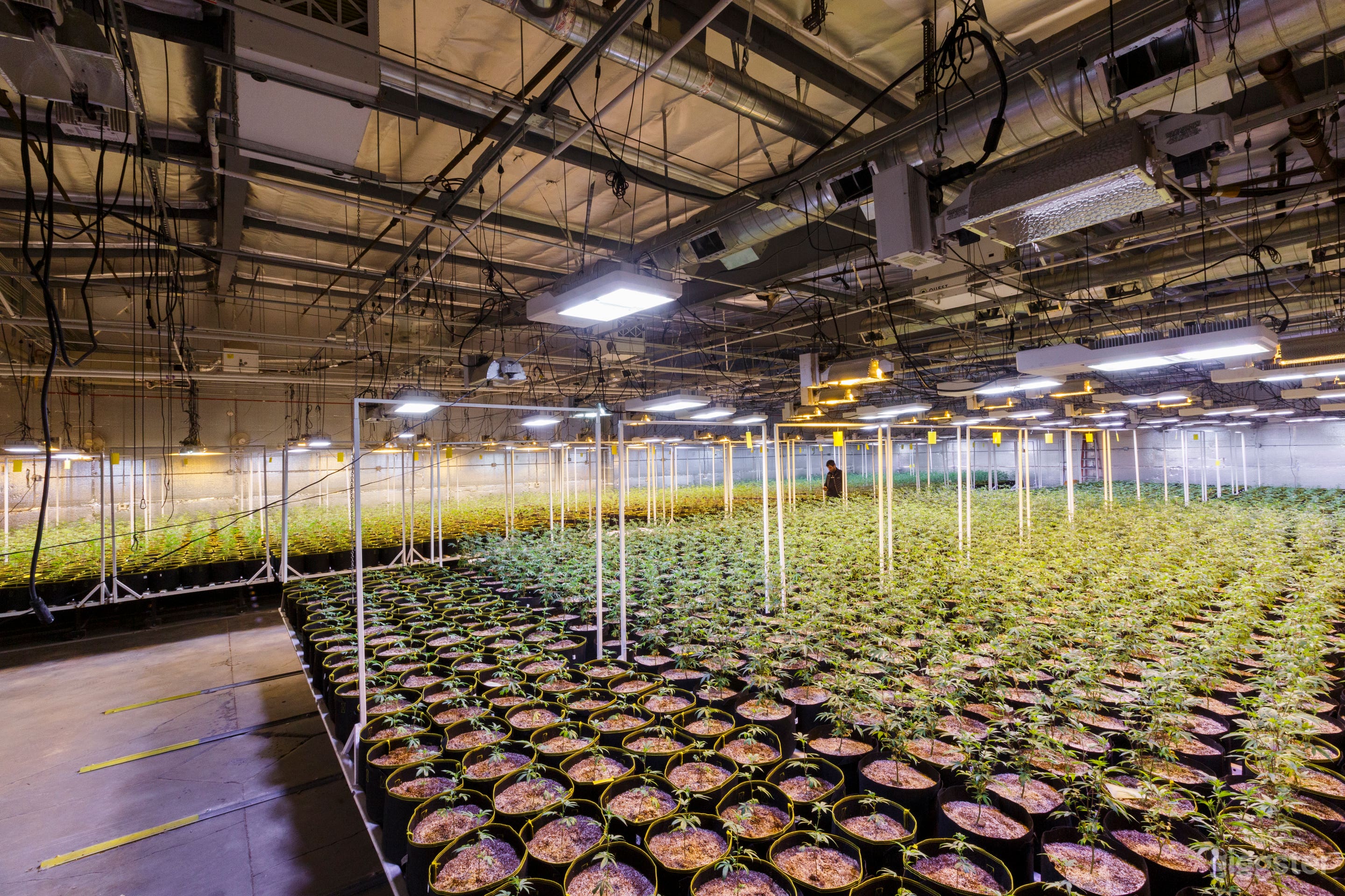 Cannabis cultivation Center Photo 3