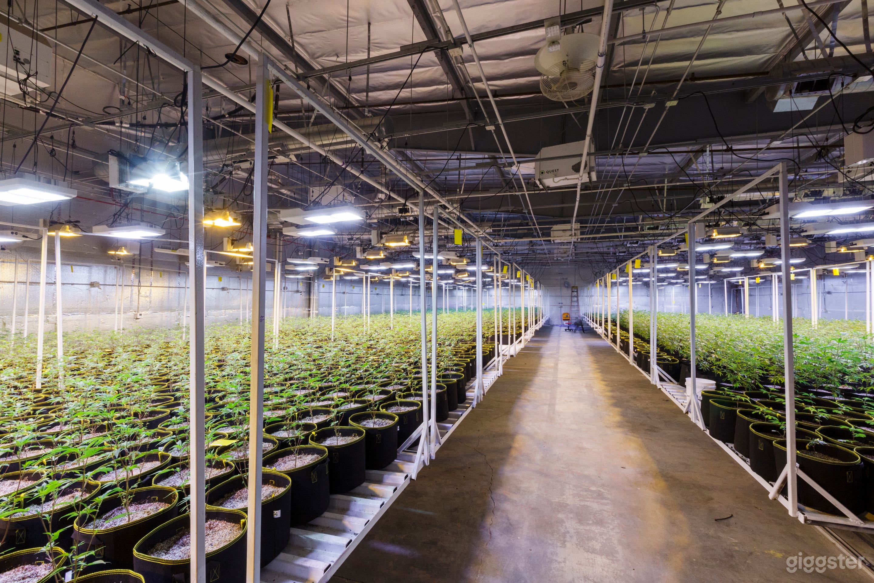 Cannabis cultivation Center Photo 4