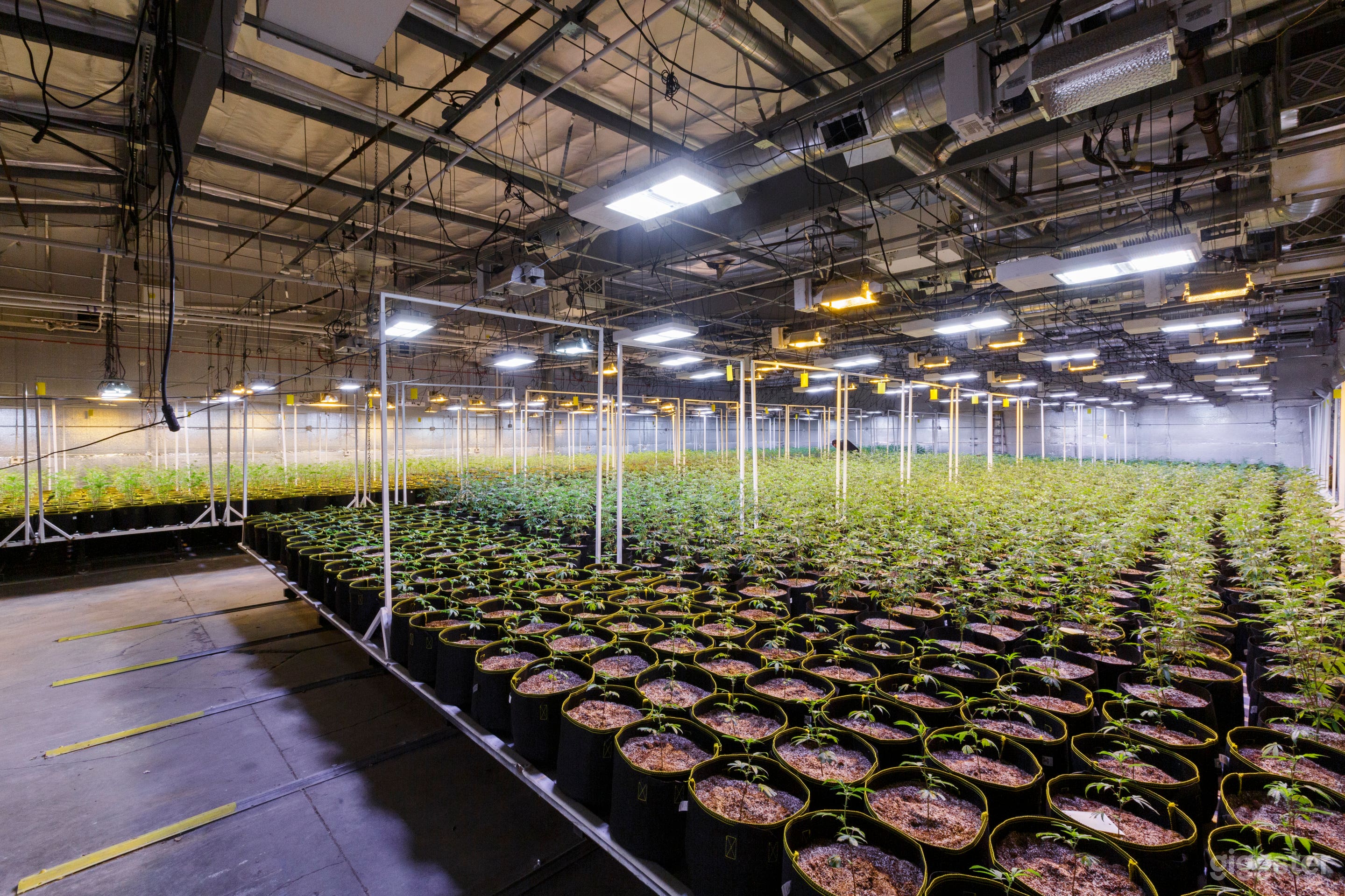 Cannabis cultivation Center Photo 2