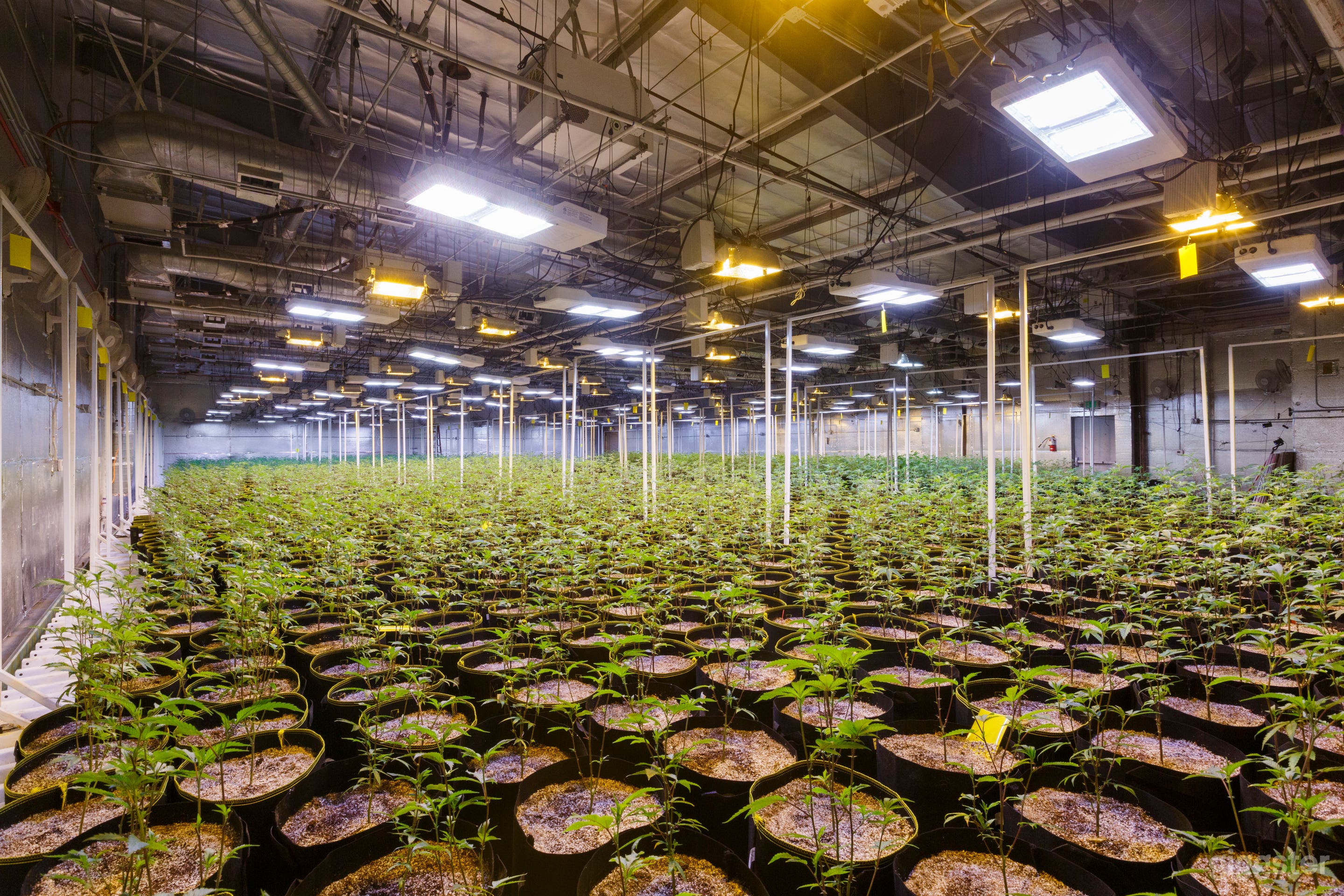 Cannabis cultivation Center Photo 1