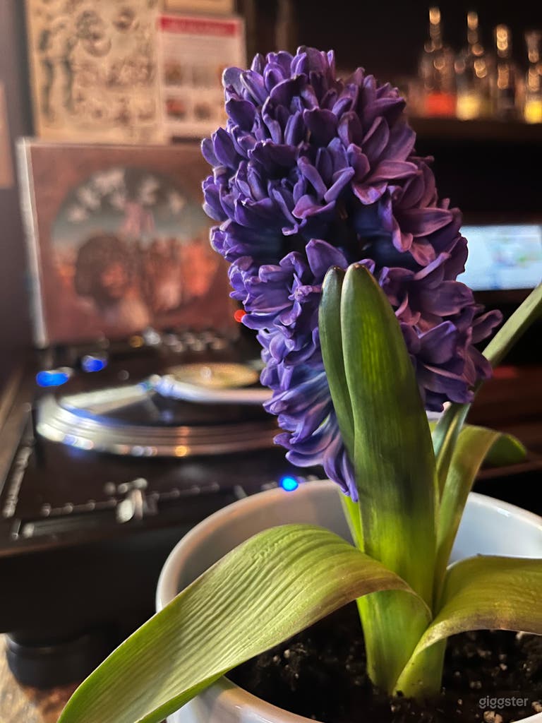  Vinyl Selection and (2) 1000s Turntables  