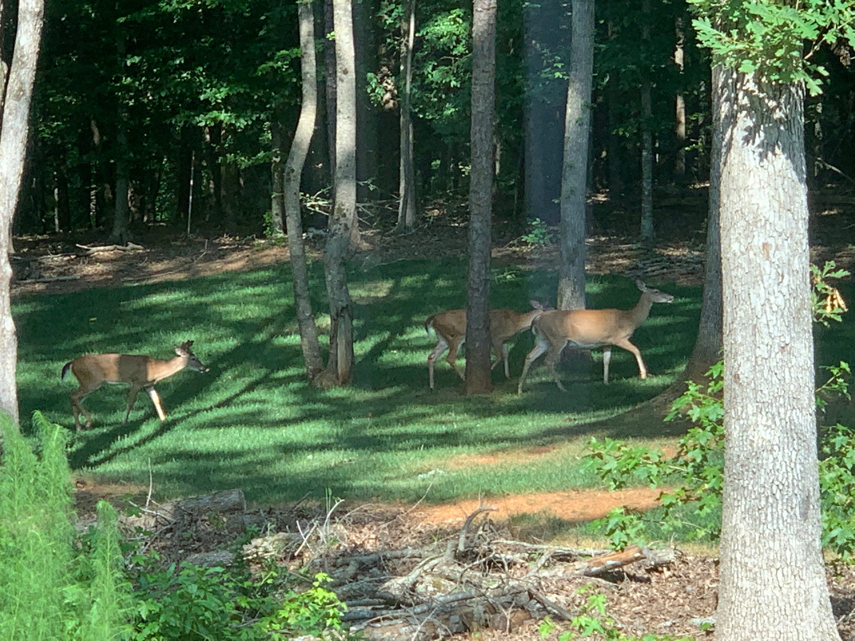Charlotte area craftsman charmer on wooded lot Photo 4