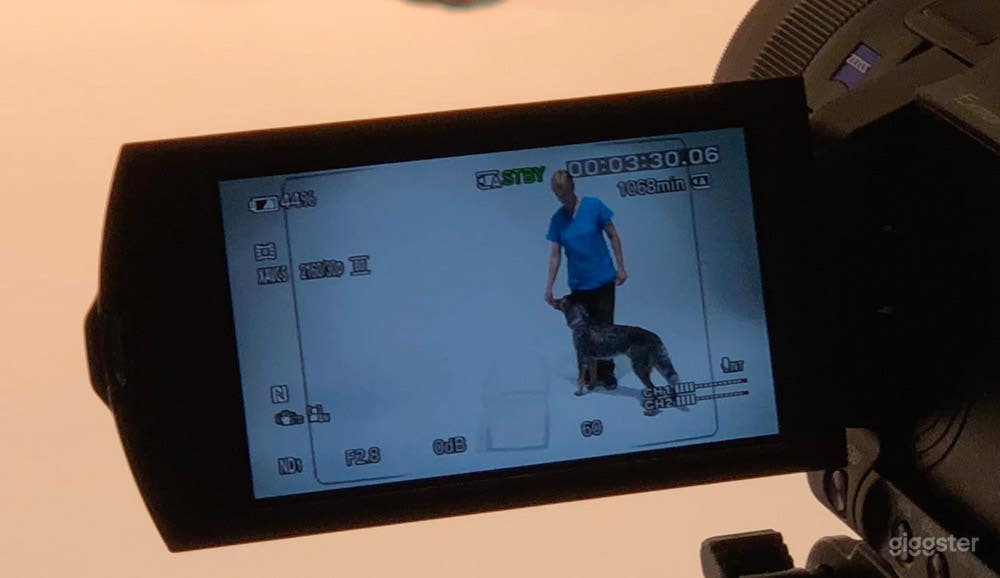 Example of a Client's View Using the Wall for Pet Therapy Videos
