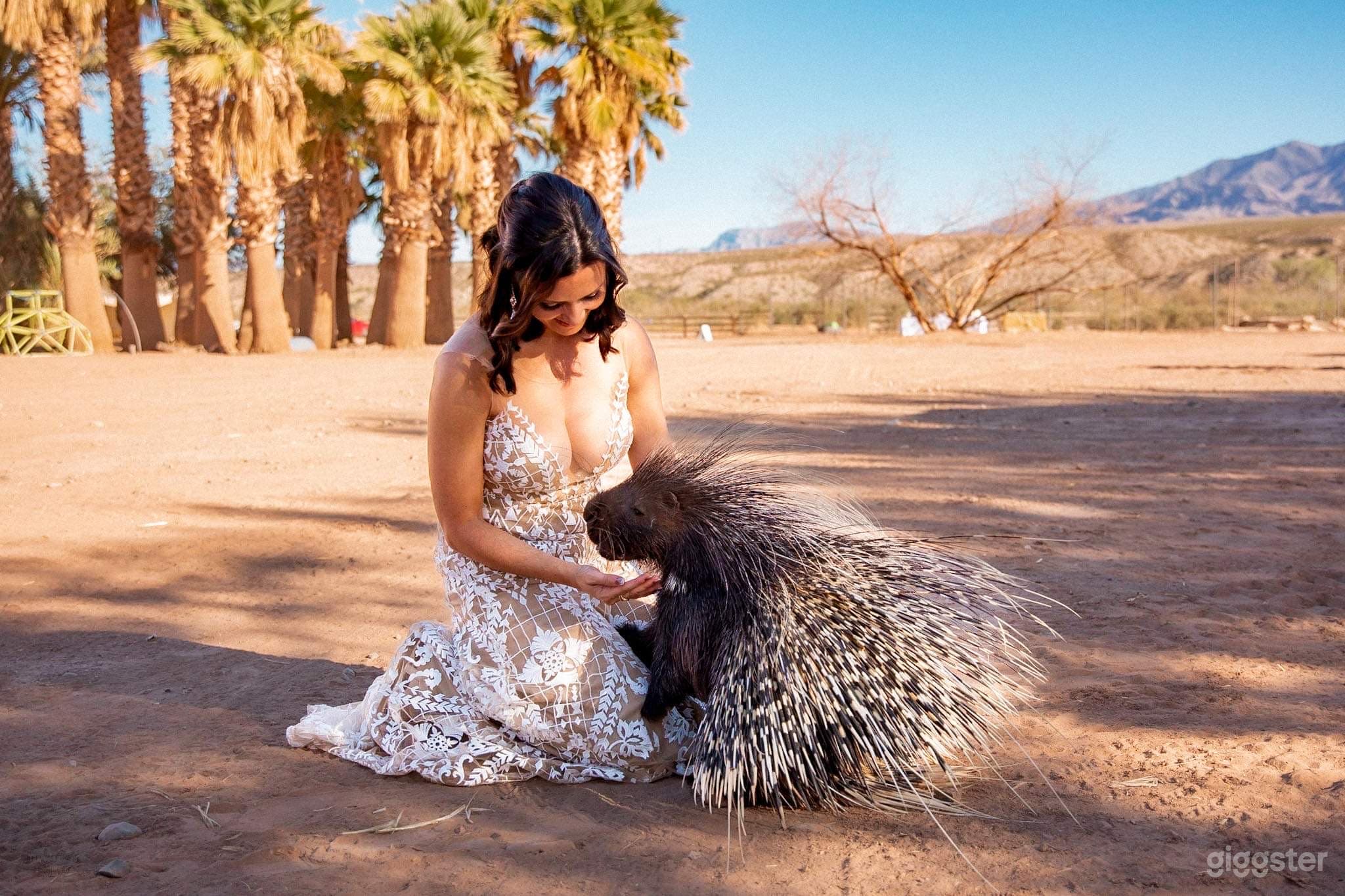Camel Safari - 176-acre Rural Desert Venue Photo 2