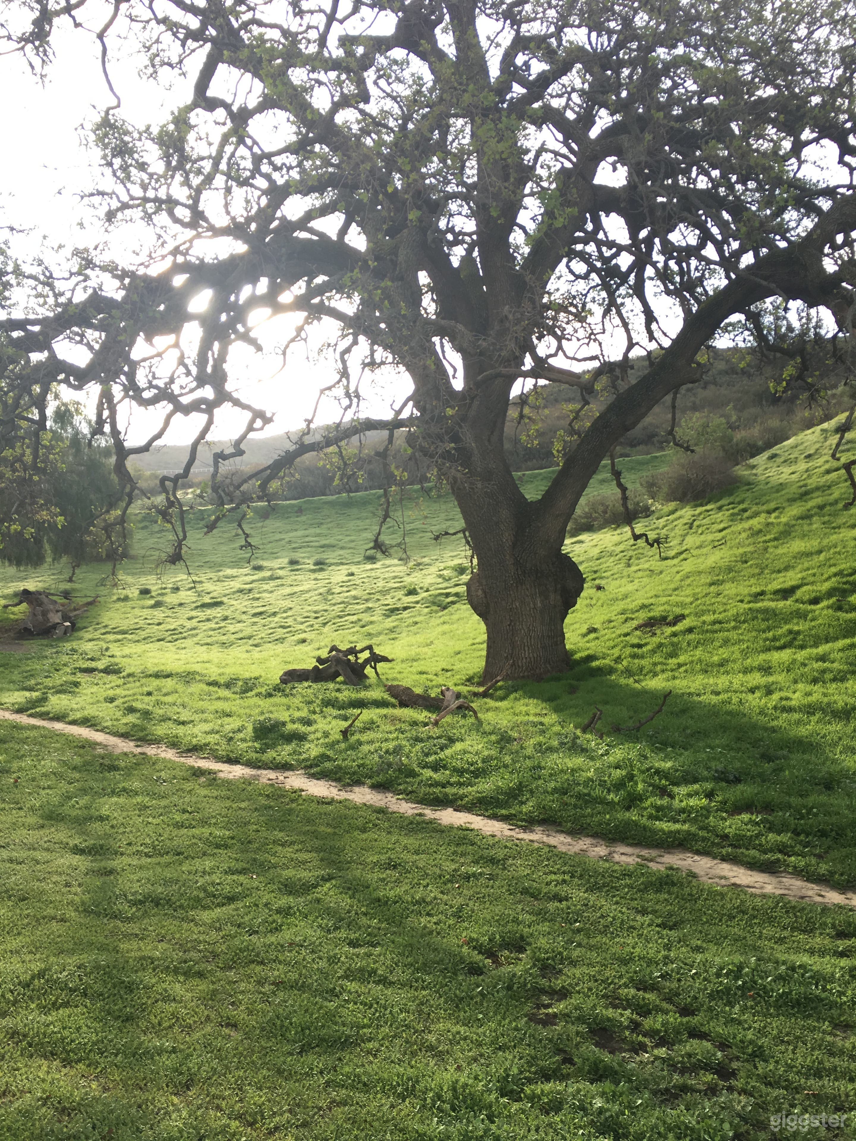 Options.... grounds behind the house