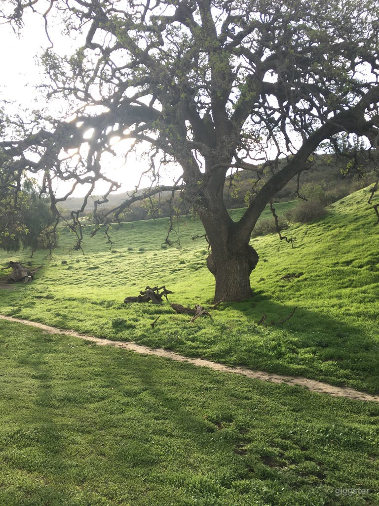  Options.... grounds behind the house 