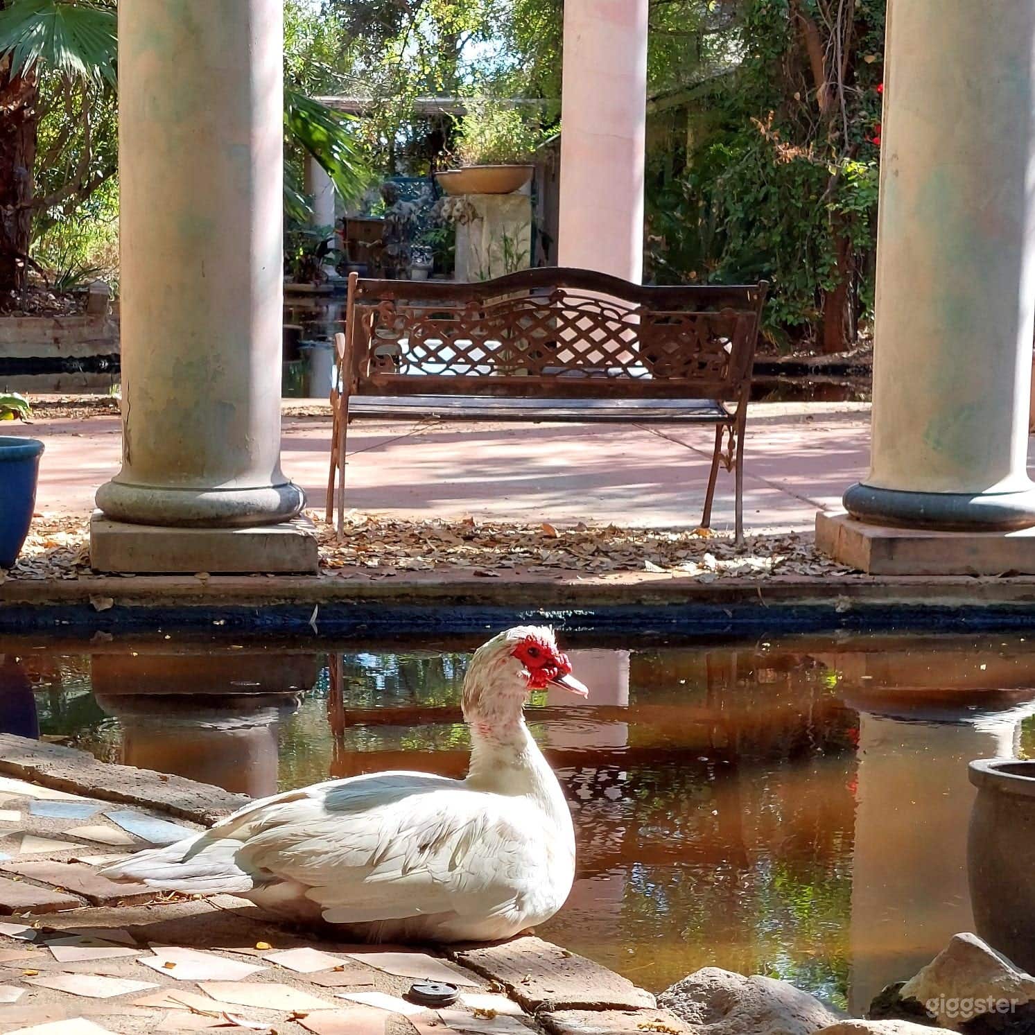 Tropical Oasis in the desert Photo 2