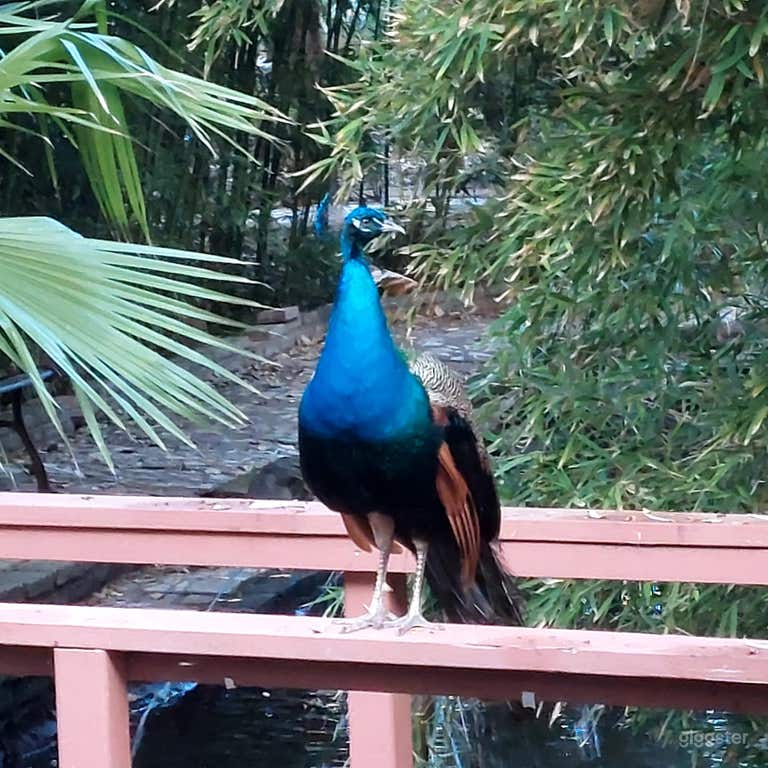  Tropical Oasis in the desert 