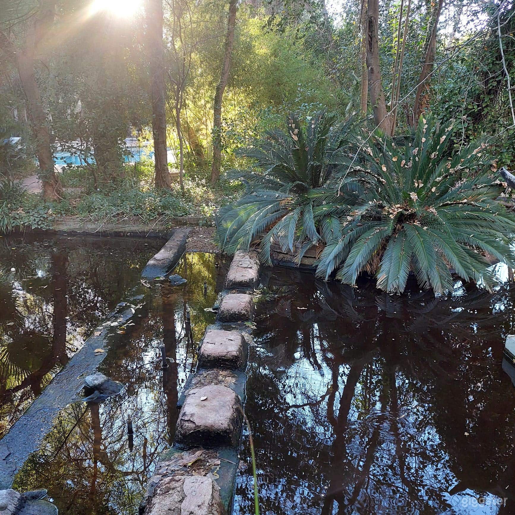 Tropical Oasis in the desert Photo 1