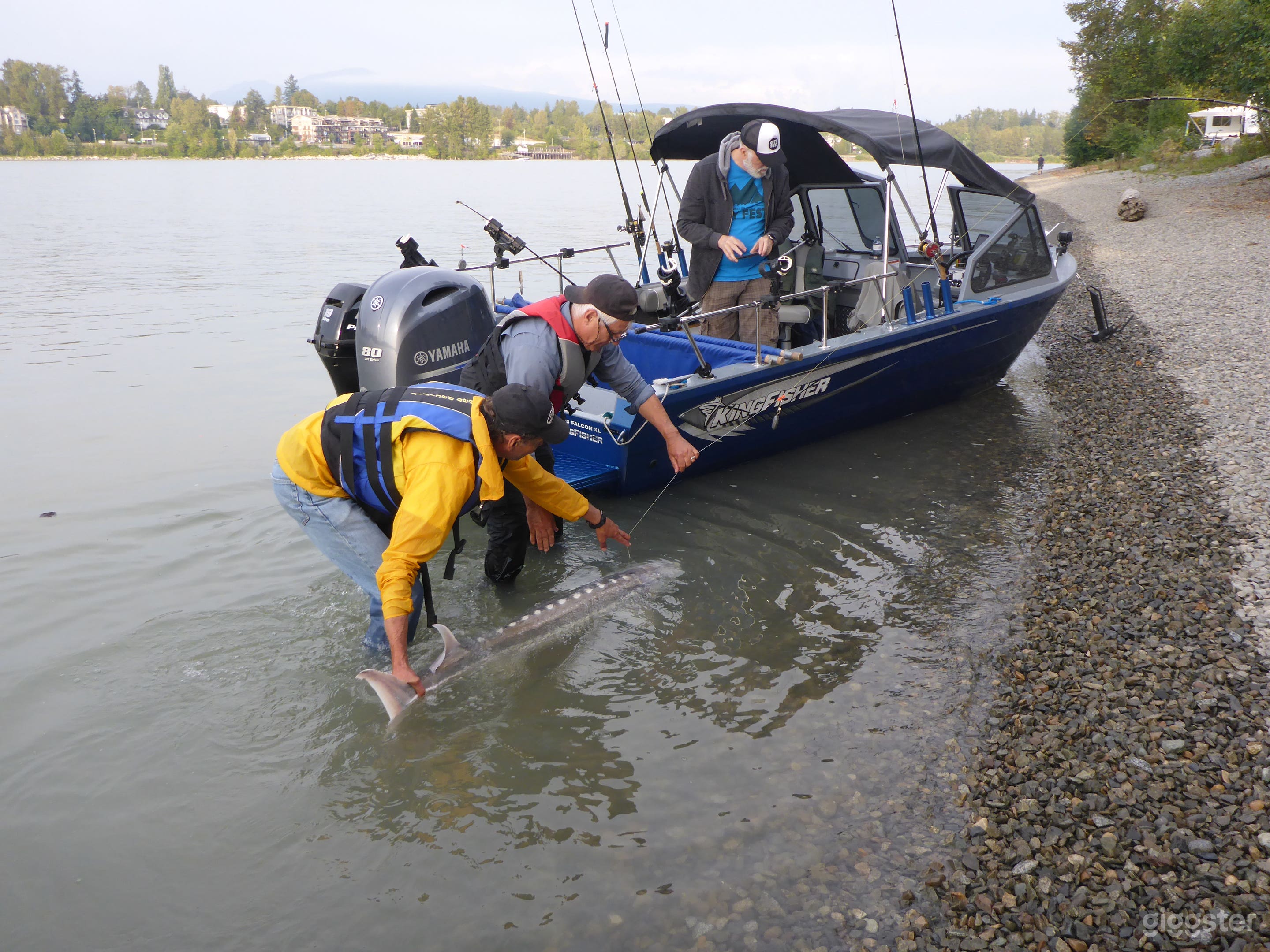 Fish are measured, tagged, checked for health and released to live on.
