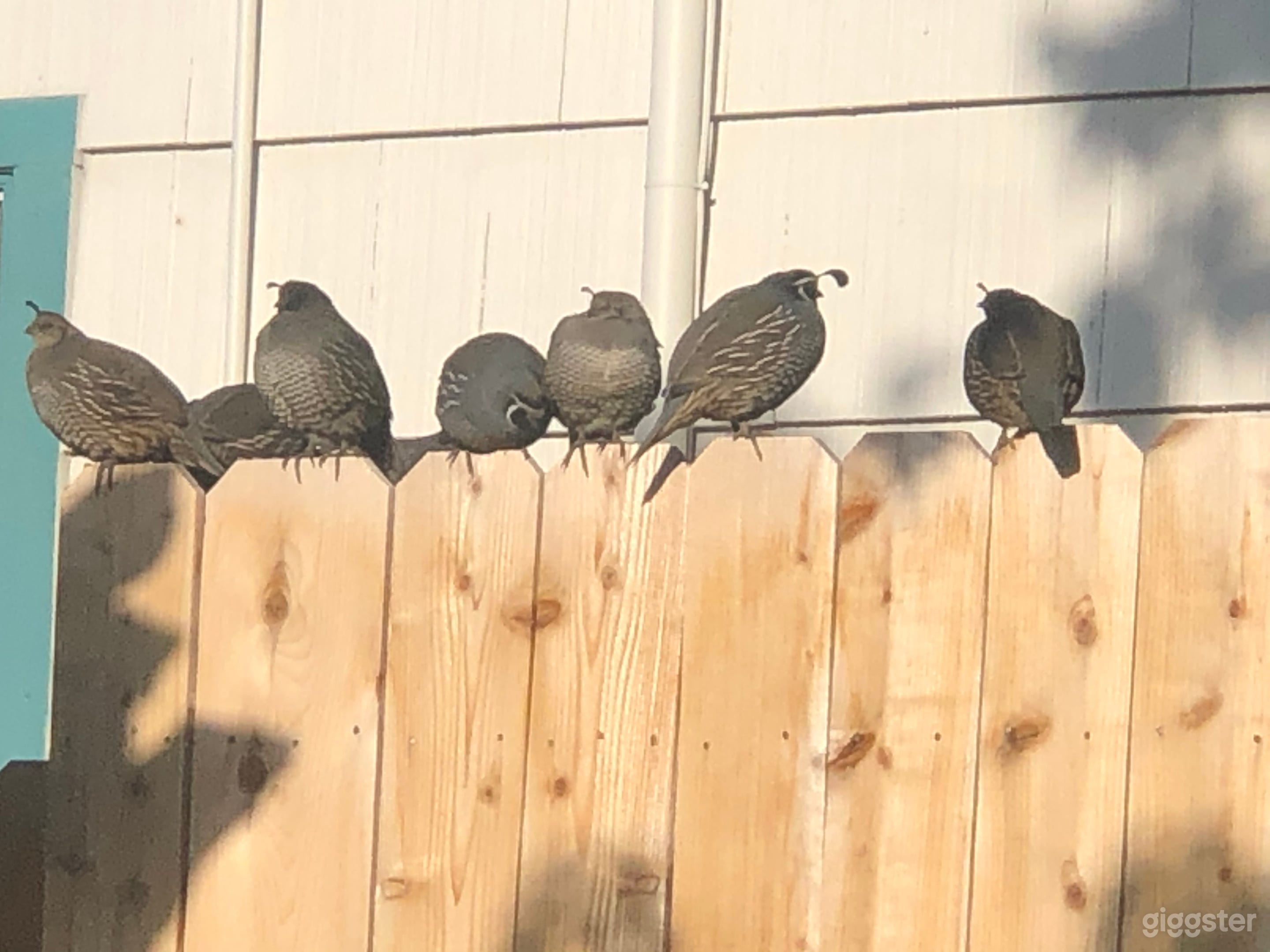 We have Bunnies, Owls, Quail, Squirrels and many different bird and wildlife visitors.