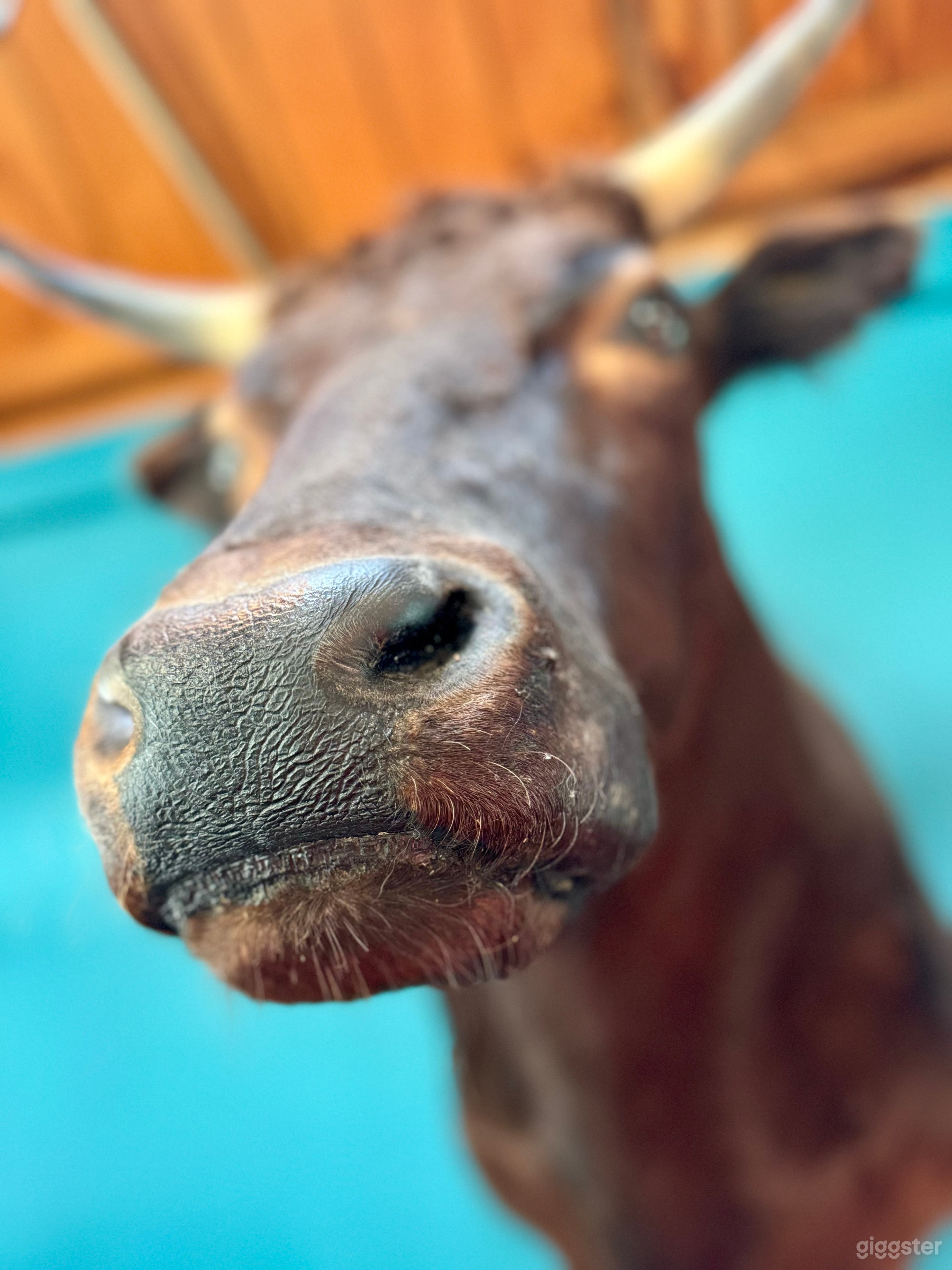 "Peanut" A taxidermied Wagyu bull from our family's cattle ranch.