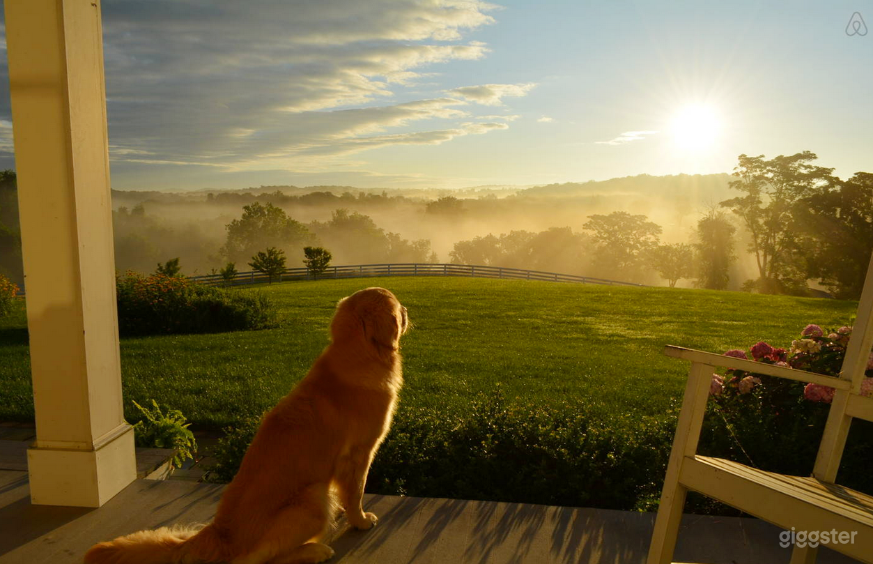 Yogi on the back porch. He's available too!