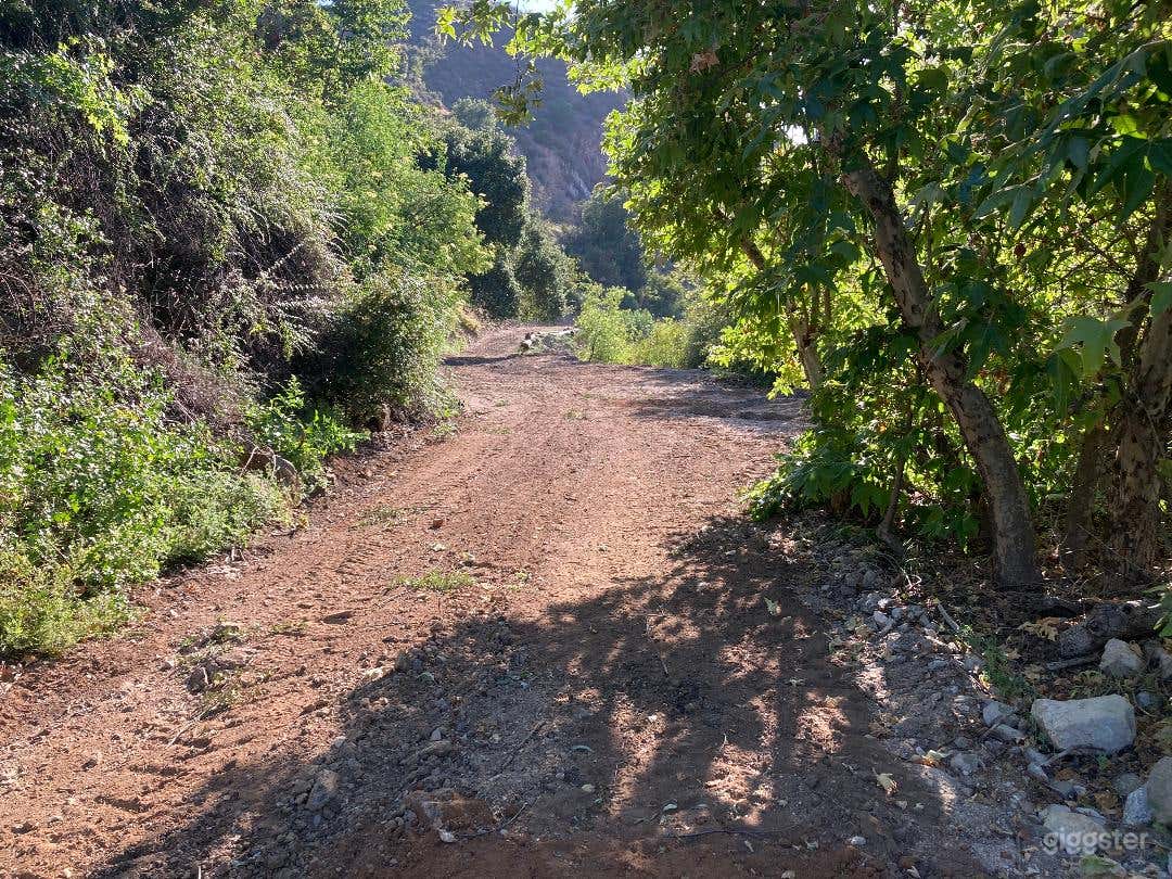 Wilderness Forest Photo 2