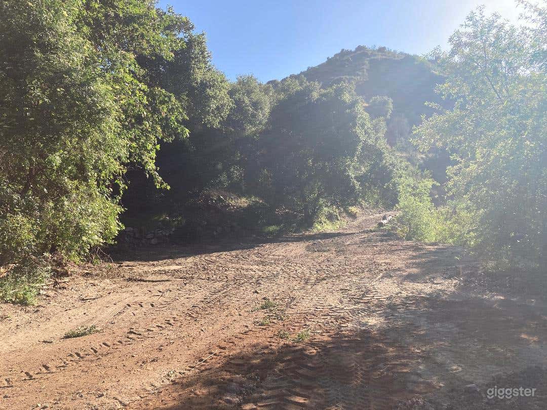 Wilderness Forest Photo 3