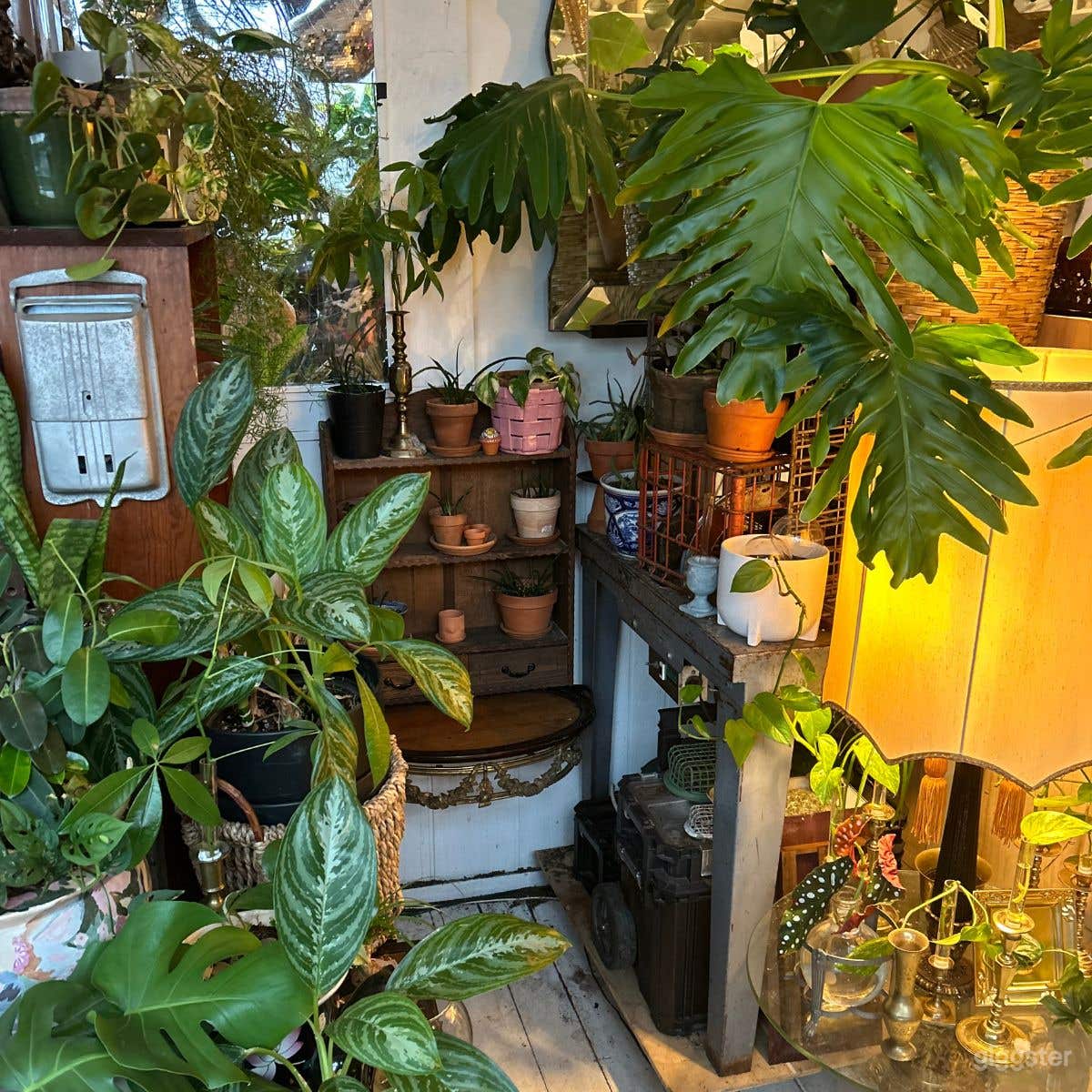 Live plant and curios corner.