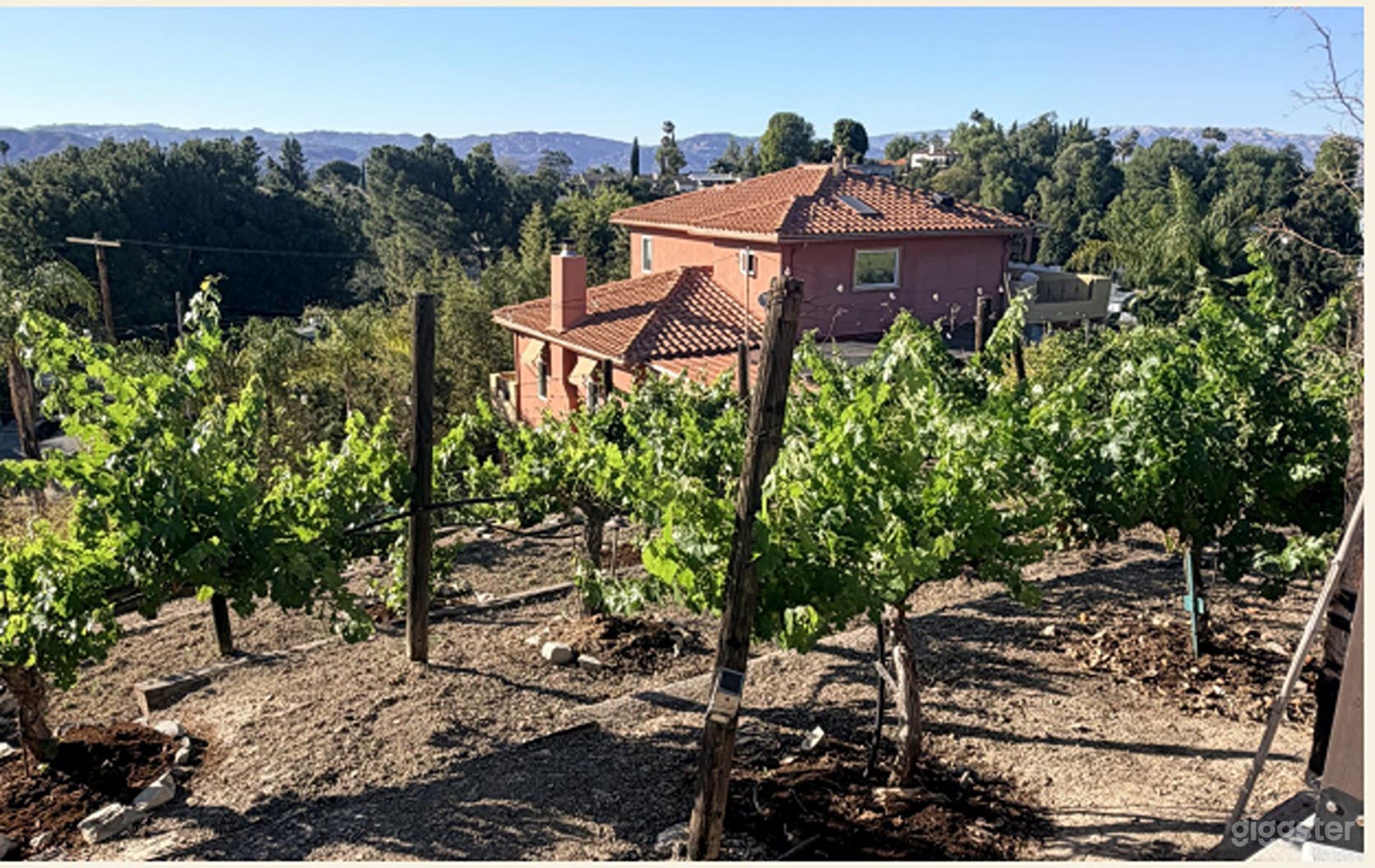 Authentic, Producing Vineyard Photo 1