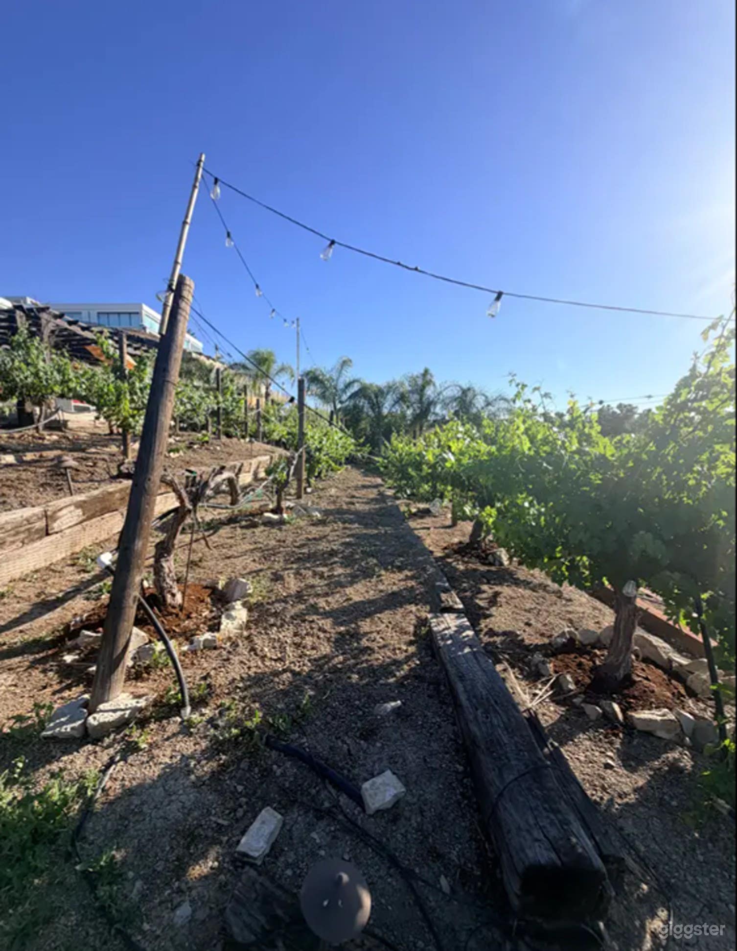 Authentic, Producing Vineyard Photo 2