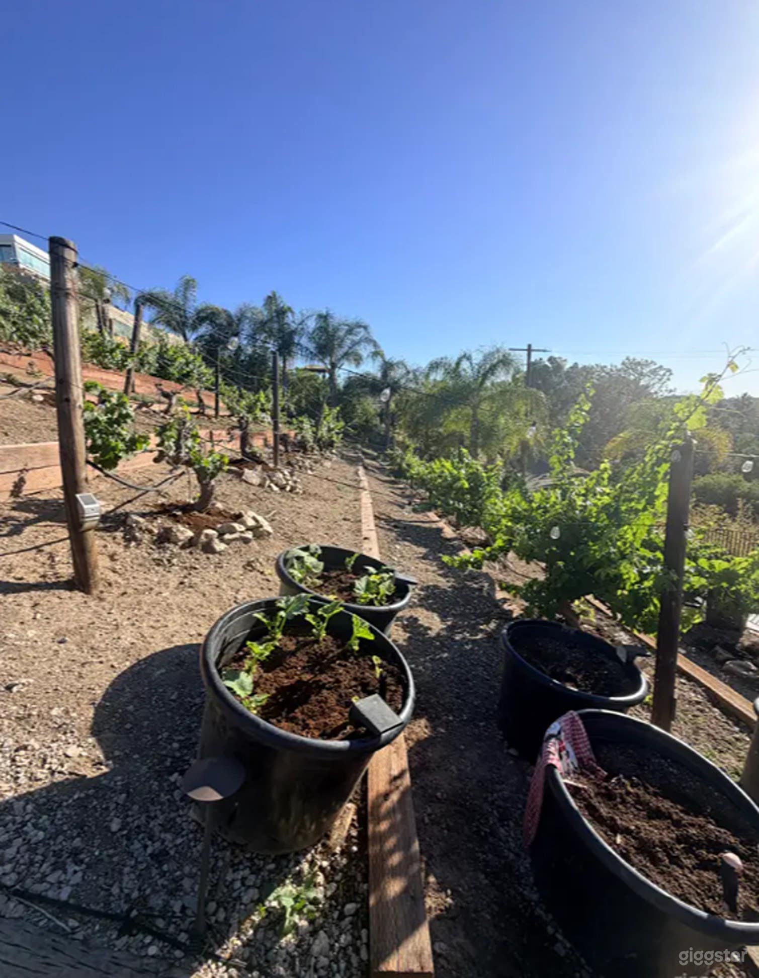 Authentic, Producing Vineyard Photo 4