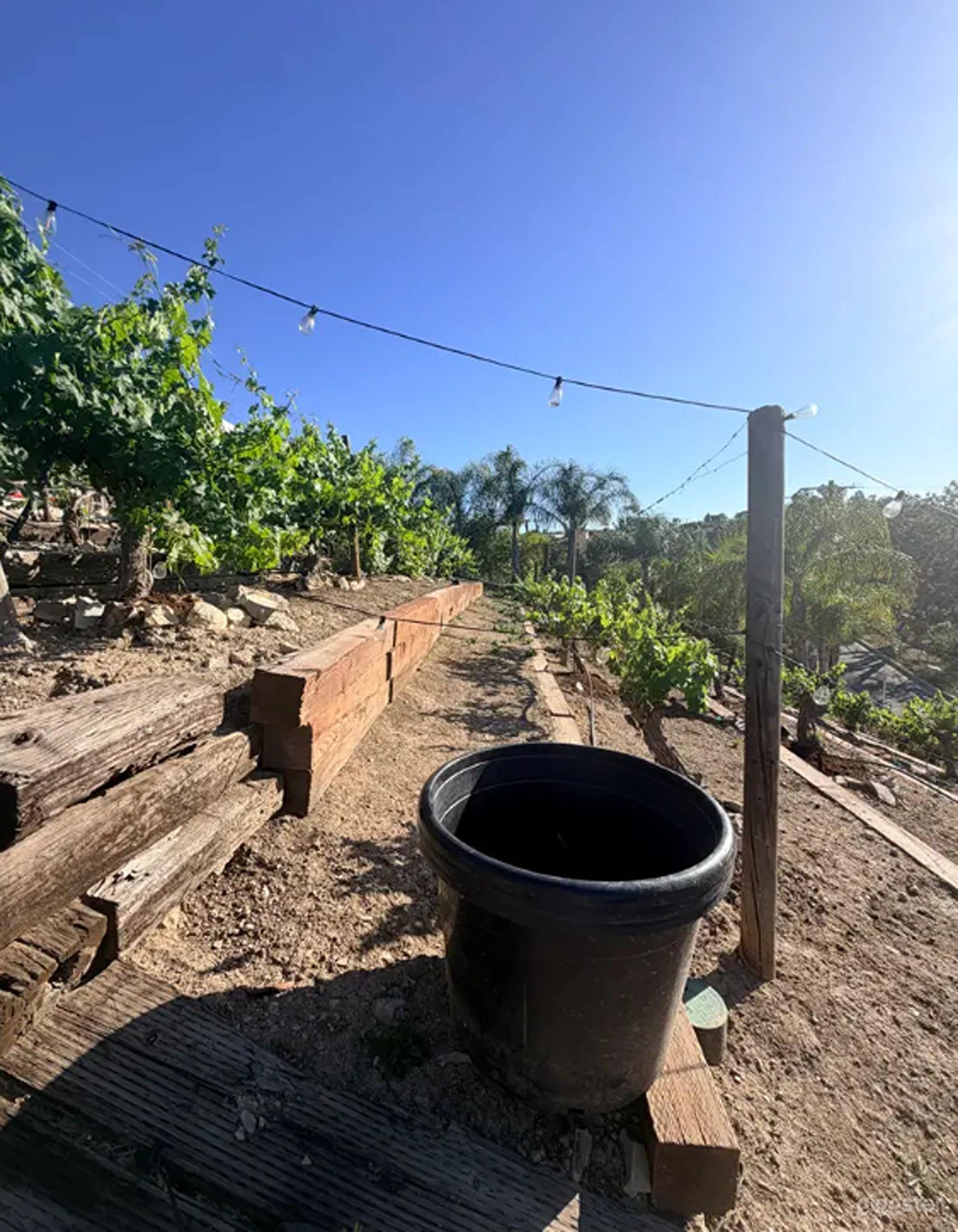 Authentic, Producing Vineyard Photo 3