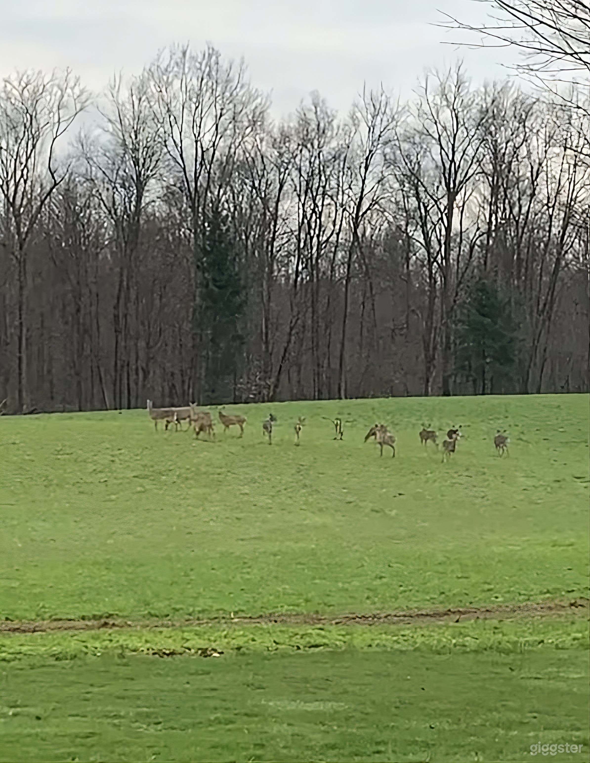 Backyard with Fire Pit and Wildlife Photo 2
