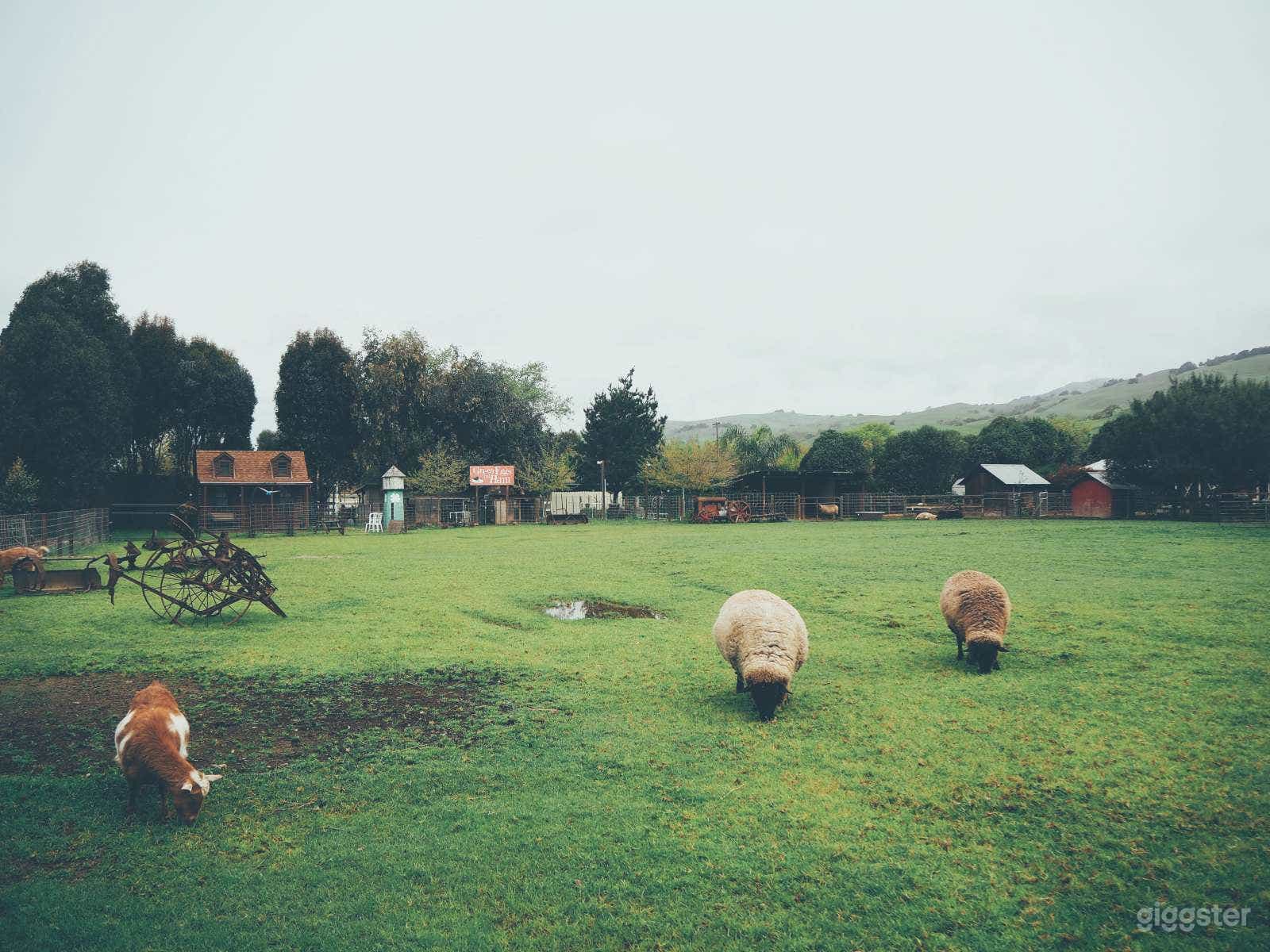 Our pasture, formerly for growing crops, currently for critters and for parking.