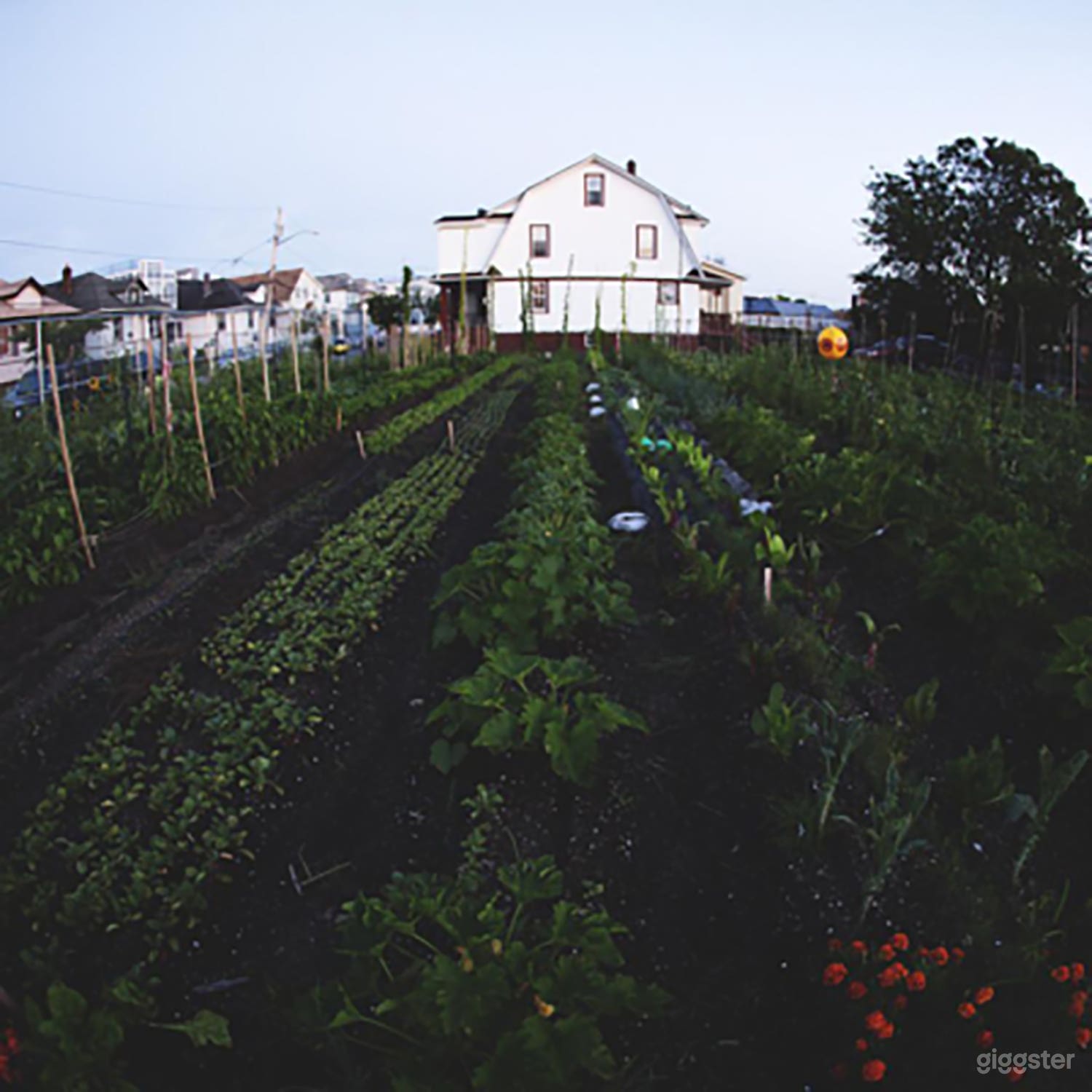 Urban Farm Photo 2