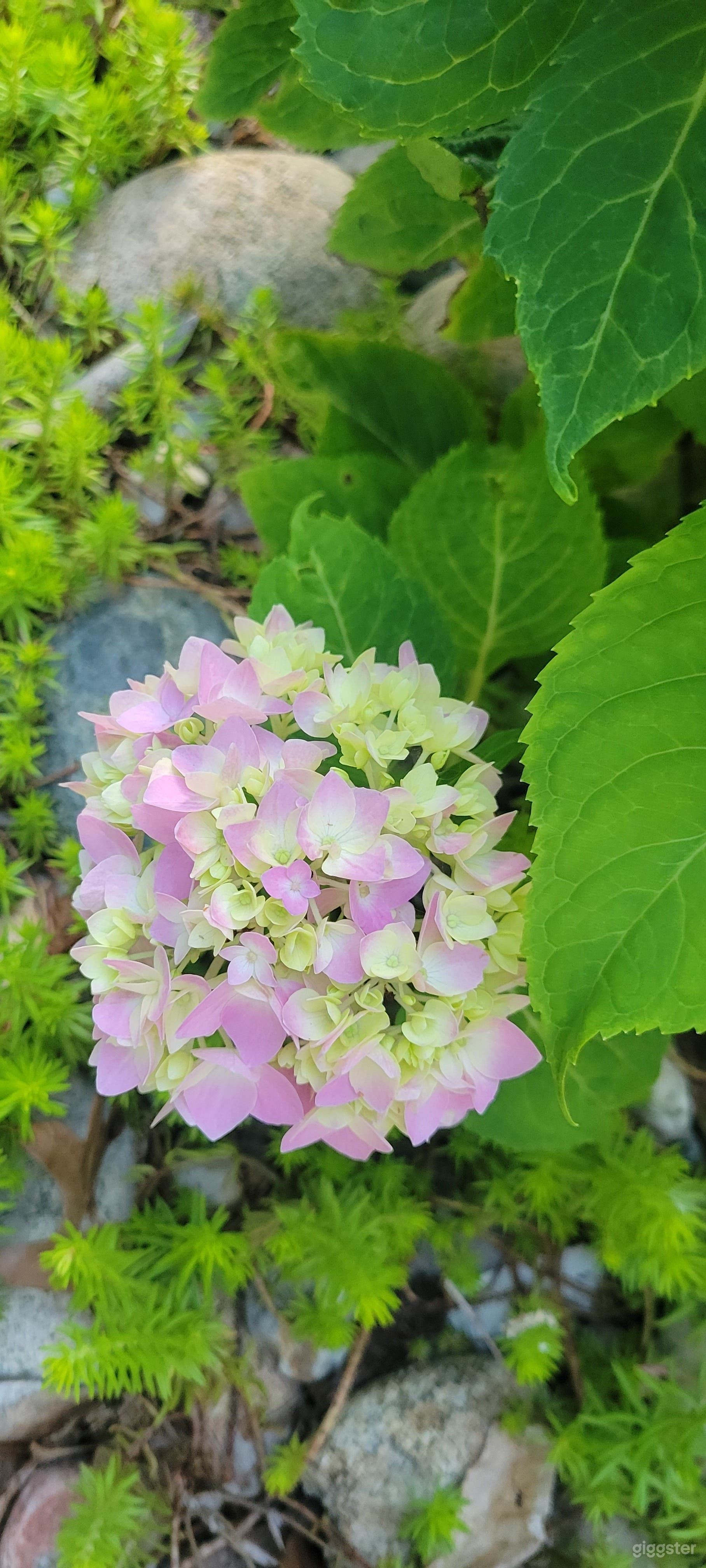 Get great pics in a suburban oasis by the lake. Photo 4