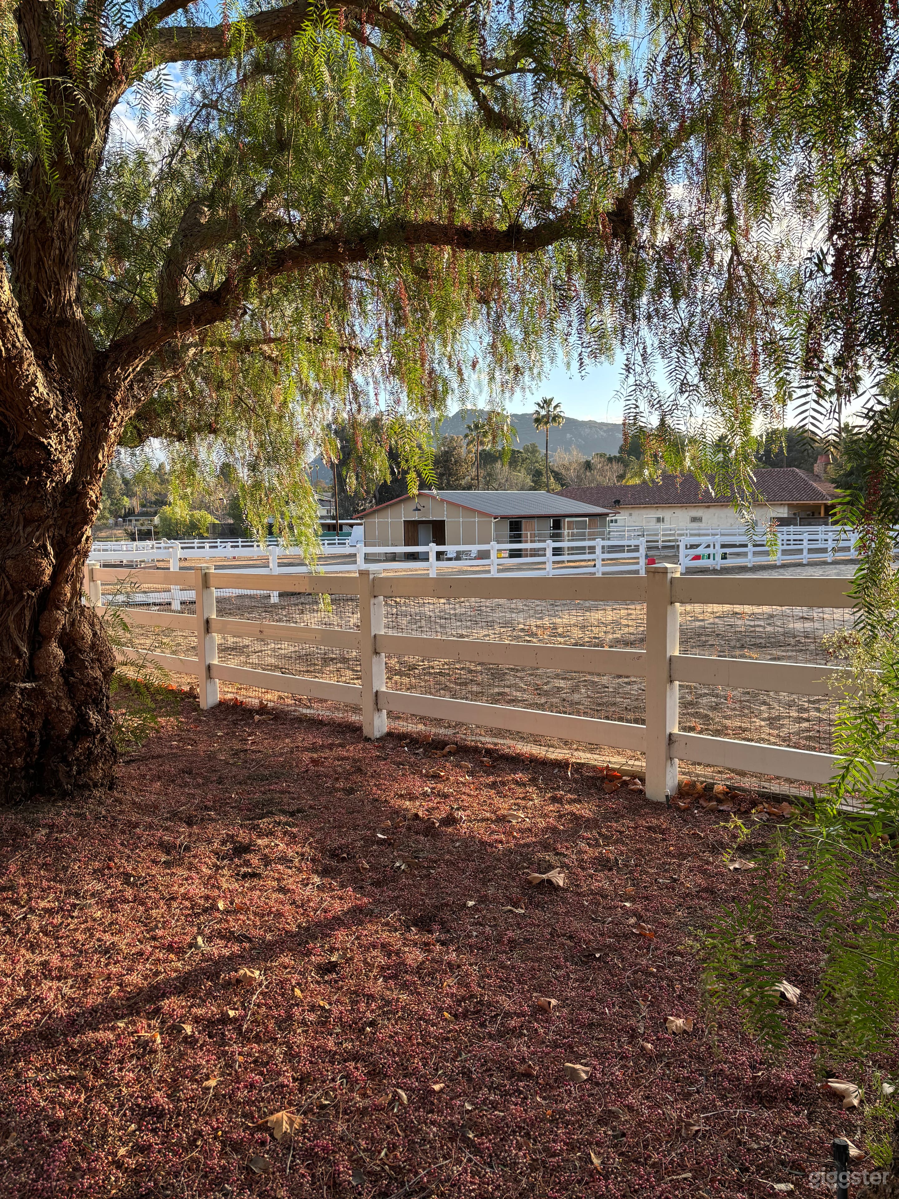 Barn view through Pepper trees