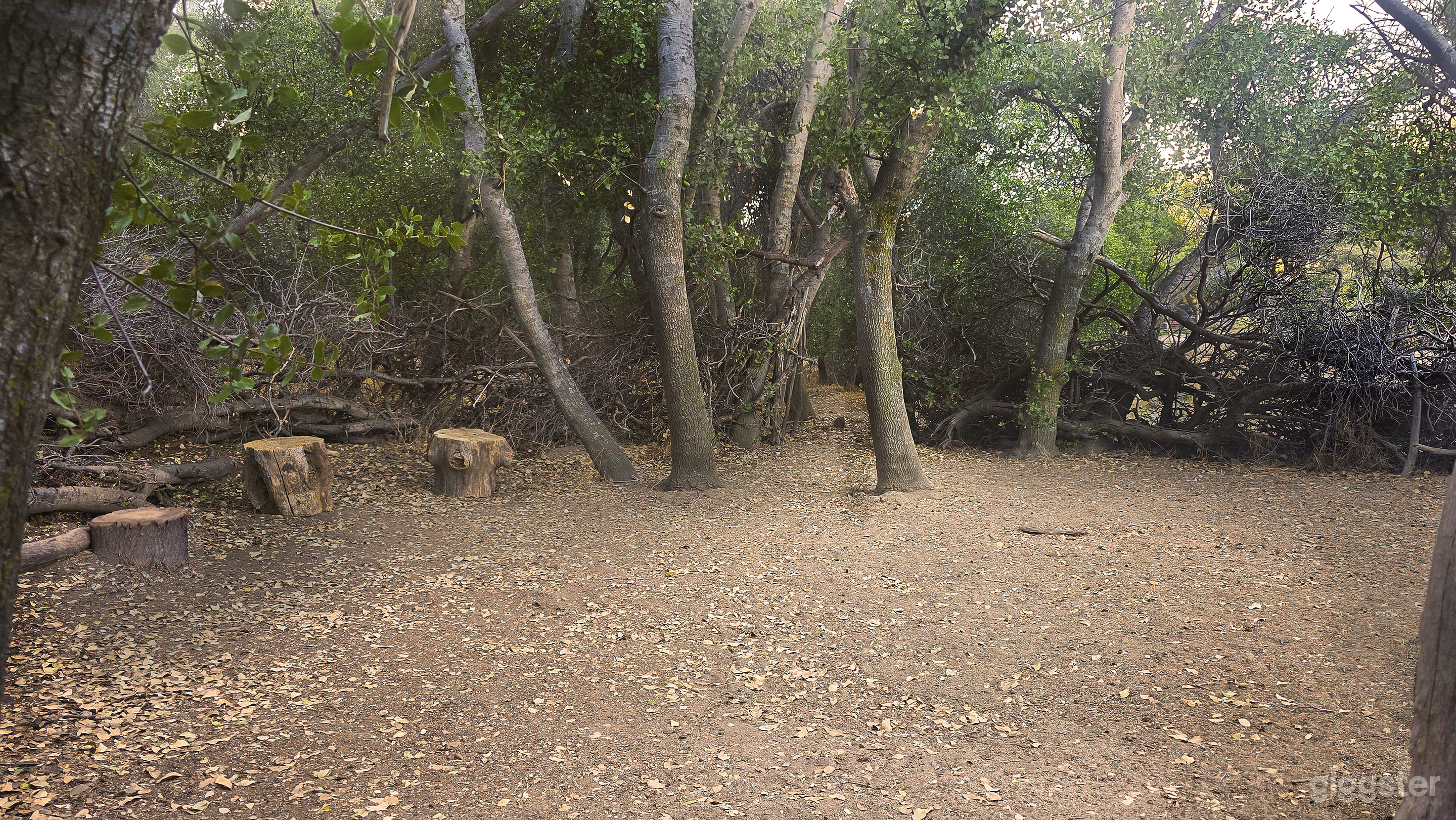 The Clearing – Ephemeral Forest Circle | Natural Set Photo 2
