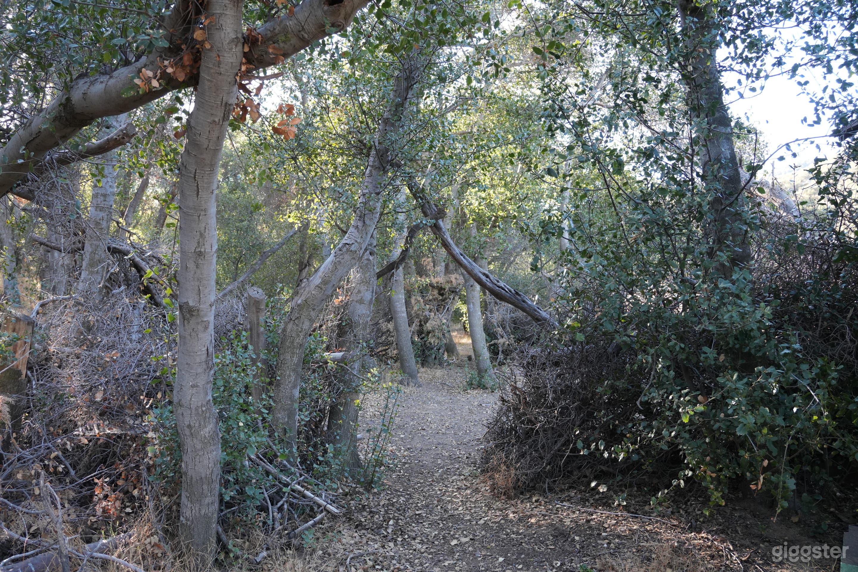 The Clearing – Ephemeral Forest Circle | Natural Set Photo 1